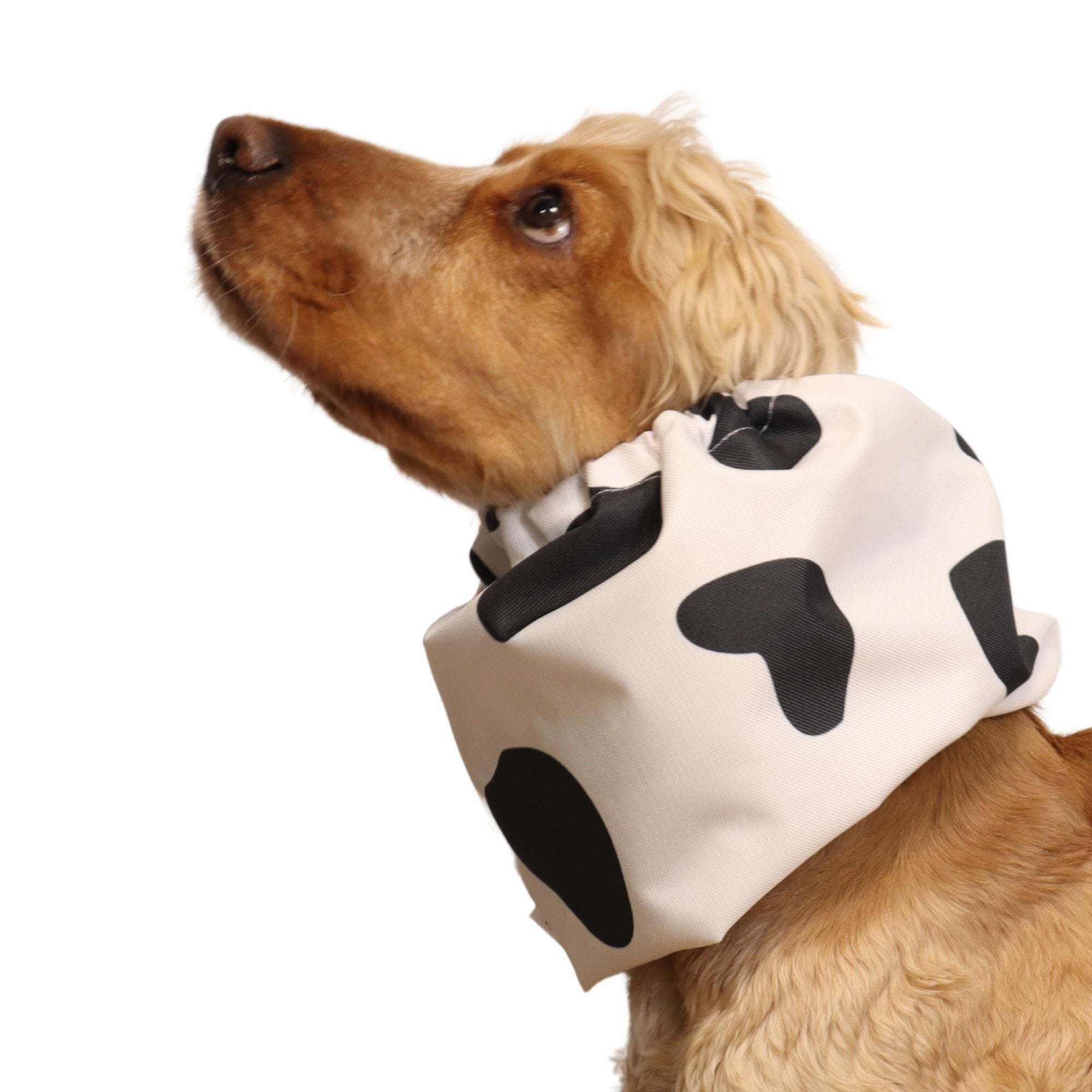 Waterproof Dog Snood | MOOOOOO