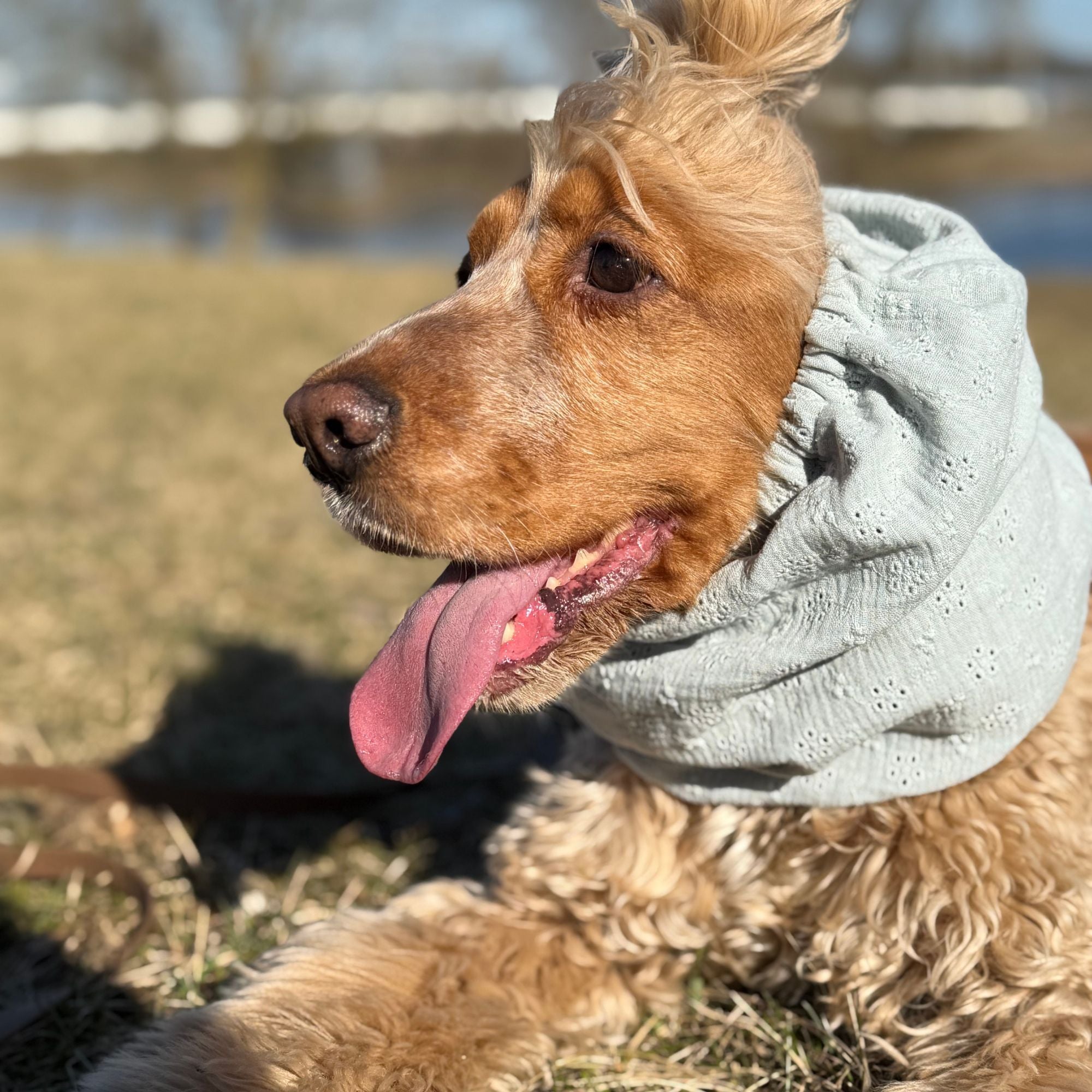 <tc>Medvilninis (muslino) Snoodas Šuniui | Mėta</tc>