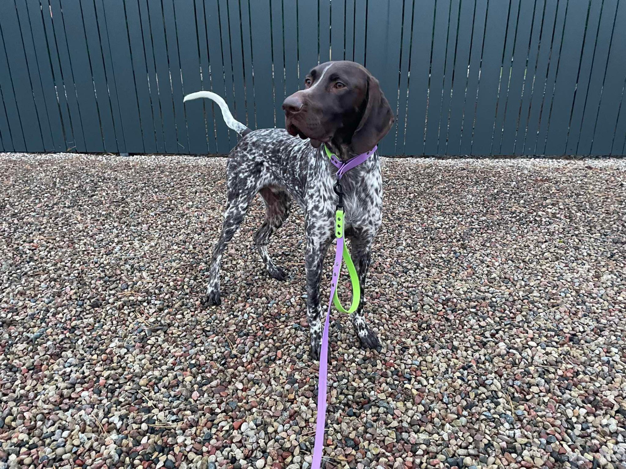 Biothane Dog Collar + Leash set | Apple green - Amethyst Orchid | Width: 25/19 mm | Length: 50-58 cm / 3 m