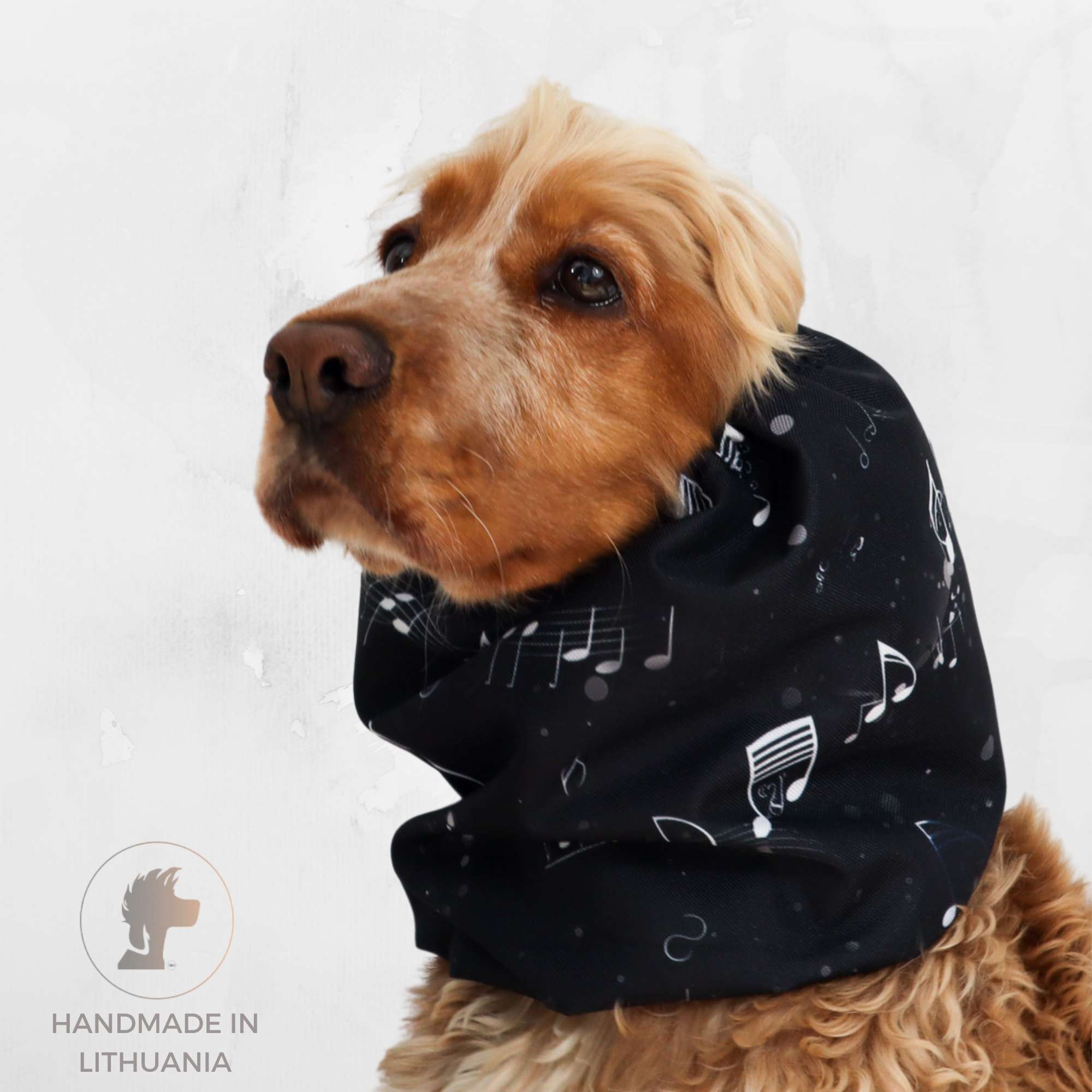 Dog wearing a black scarf with musical notes on a light gray background