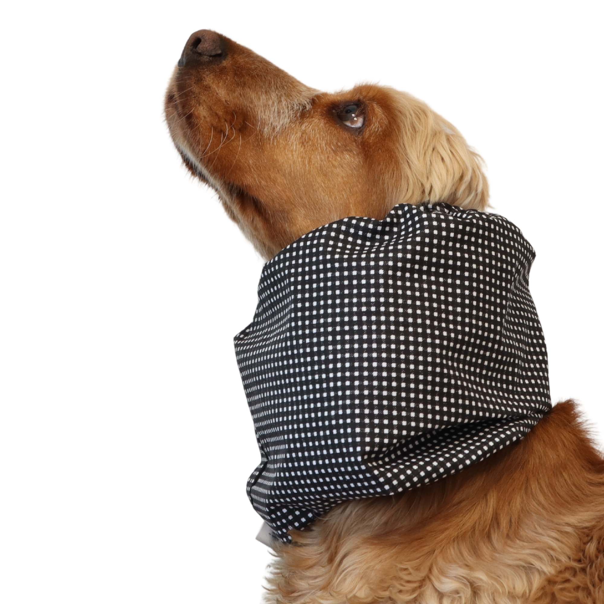 Cotton Dog Snood | Blackberry Picnic