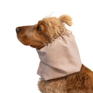 Dog with snood from Distinguish me