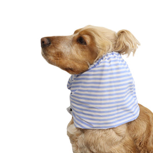 Side view of a Cocker Spaniel wearing the Captain’s Style cotton dog snood, showing how it keeps long ears covered during feeding and daily walks.