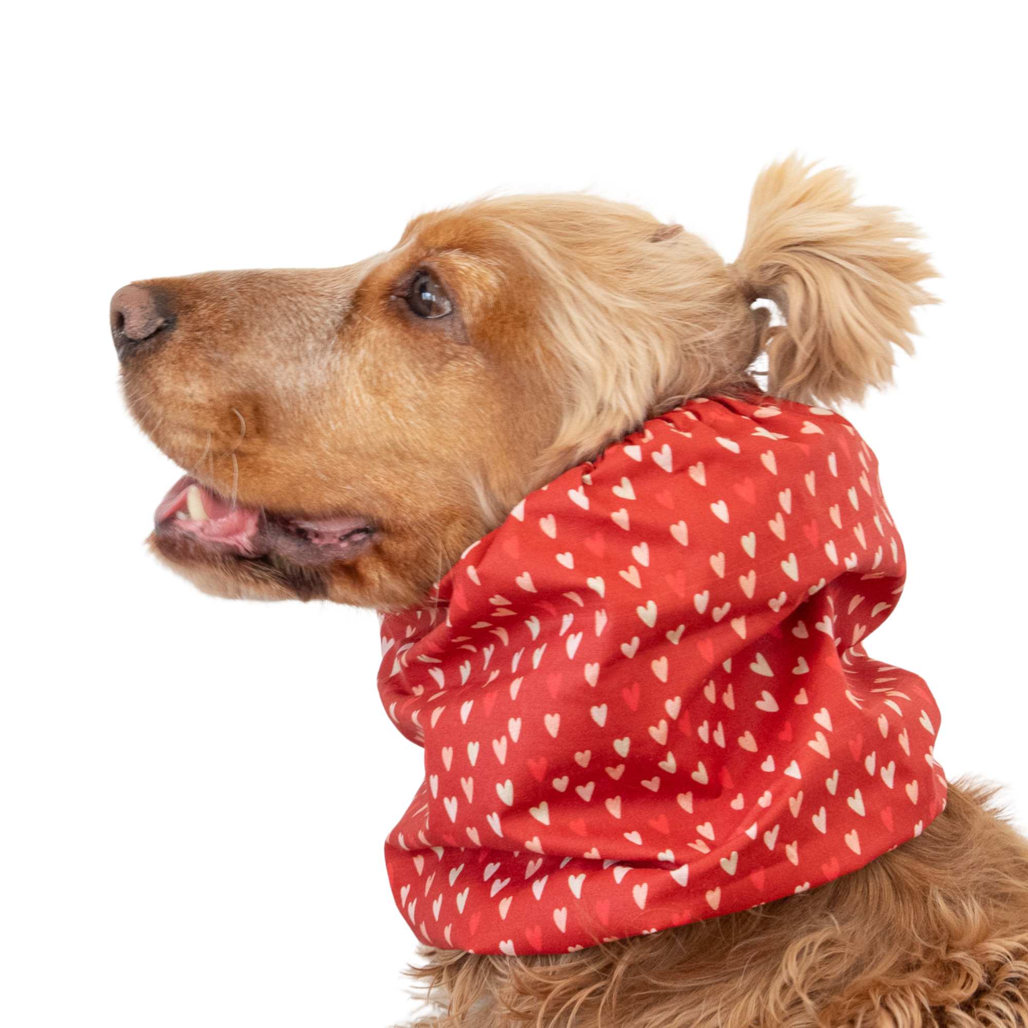 Lightweight cotton dog snood with heart print for summer walks and feeding