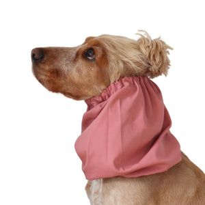 Golden English Cocker Spaniel wearing a solid dusty rose cotton dog snood over its long ears.