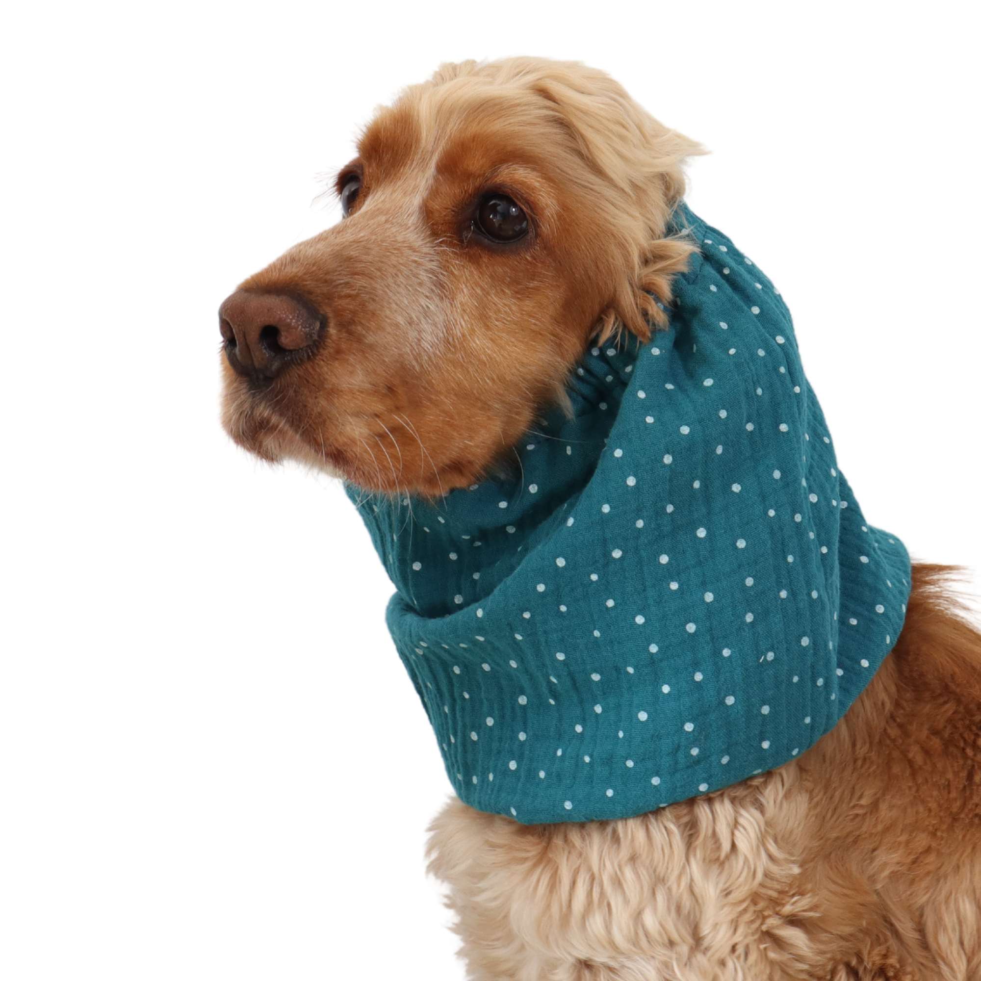 Cotton (Muslin) Dog Snood | Dots in Laguna Blue
