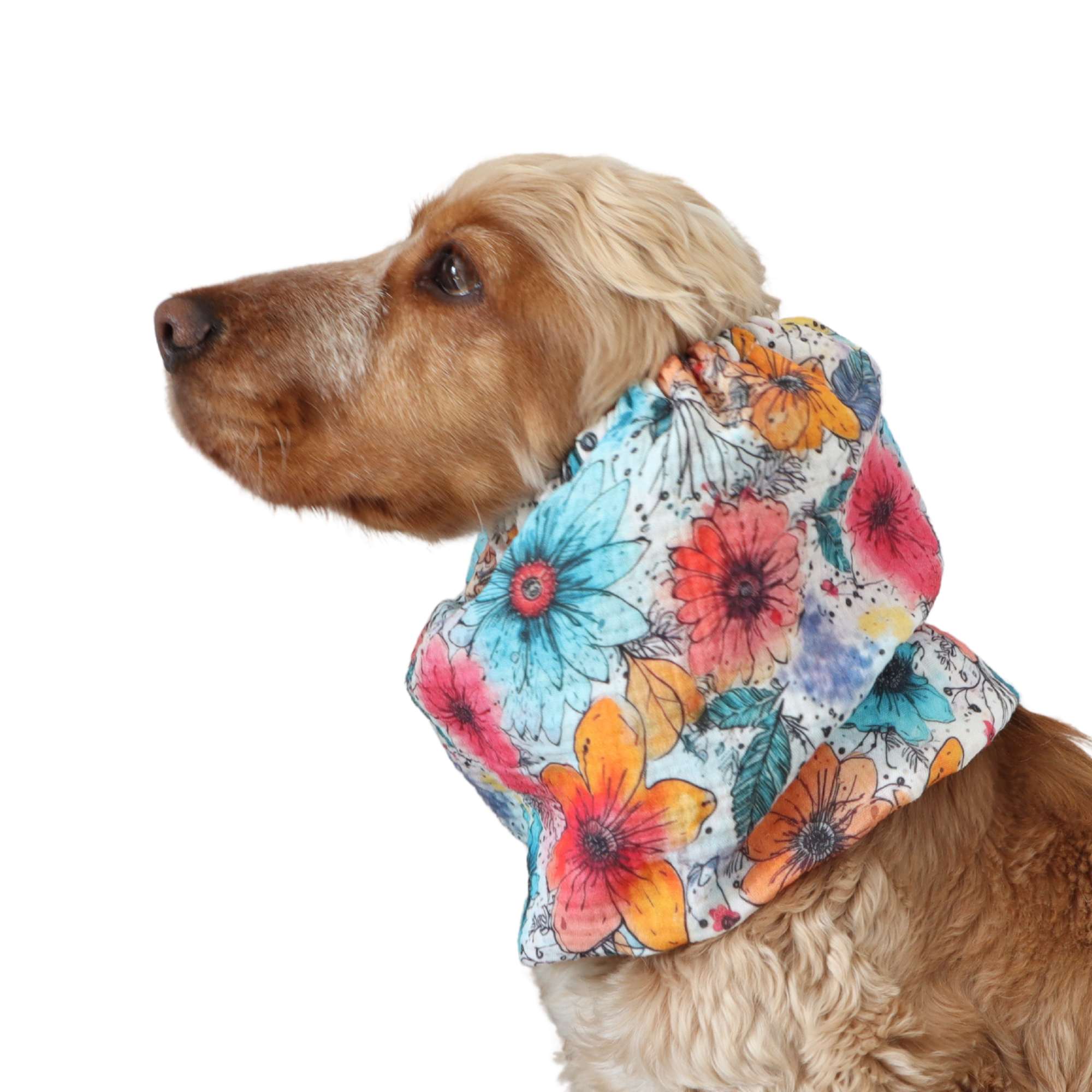 Dog with summer snood by Distinguish me