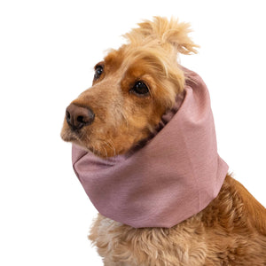 Dog Wearing Dog Snood From Distinguish Me