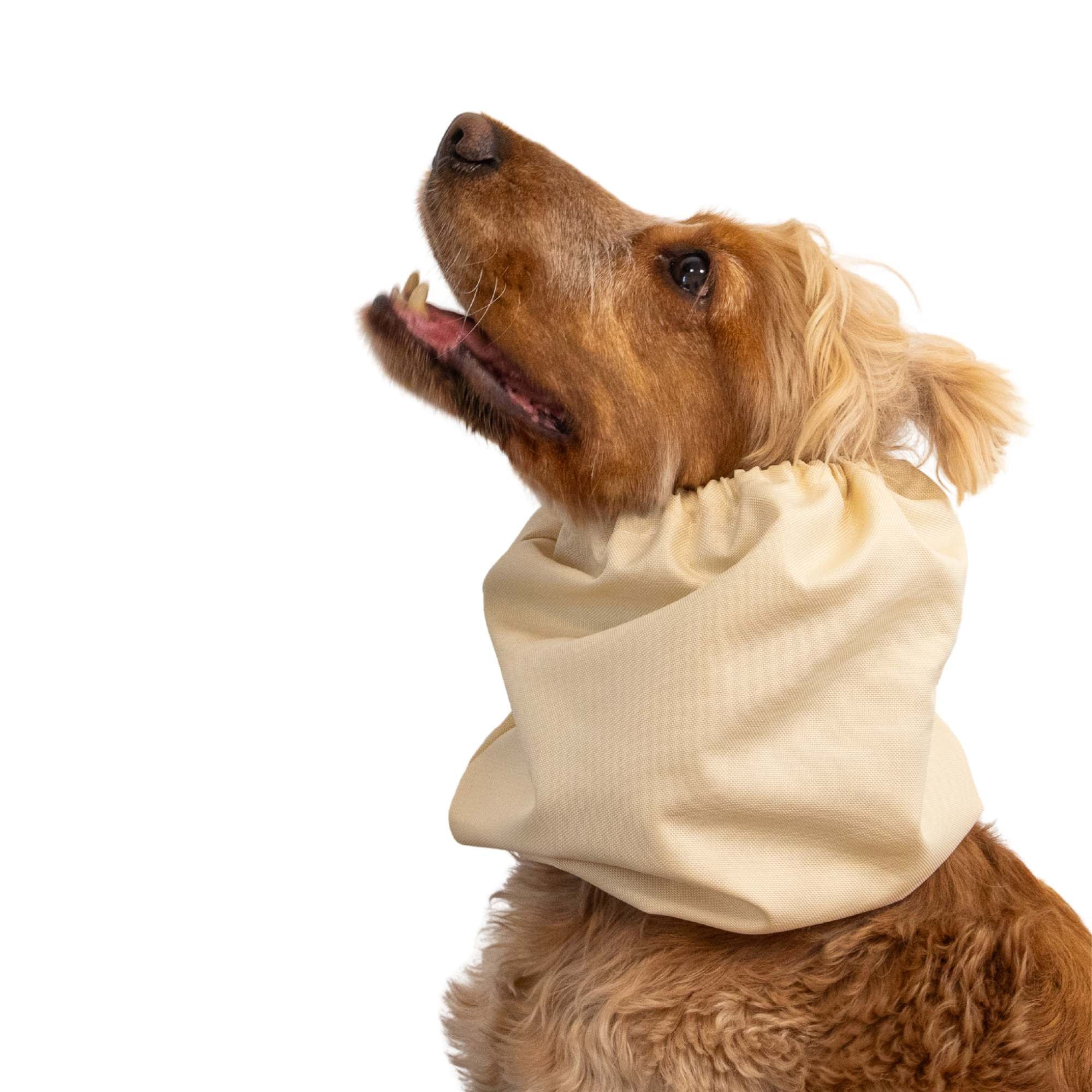 Dog wearing a beige neck wrap on a white background