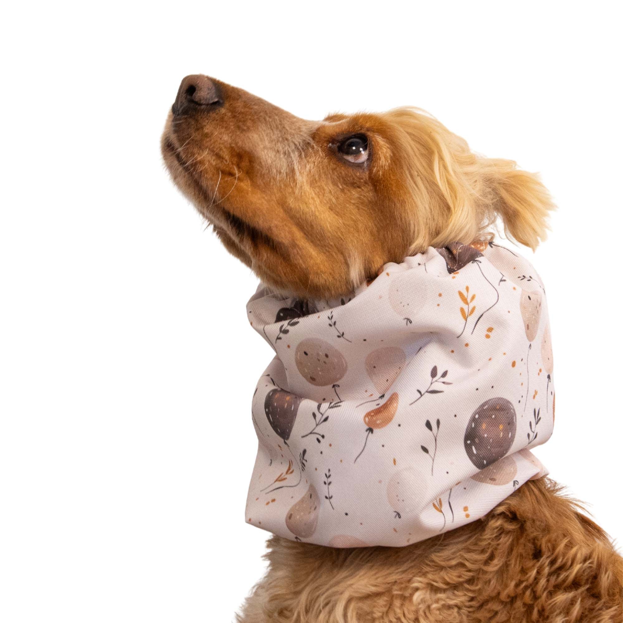Dog with Snood for dogs by Distinguish me