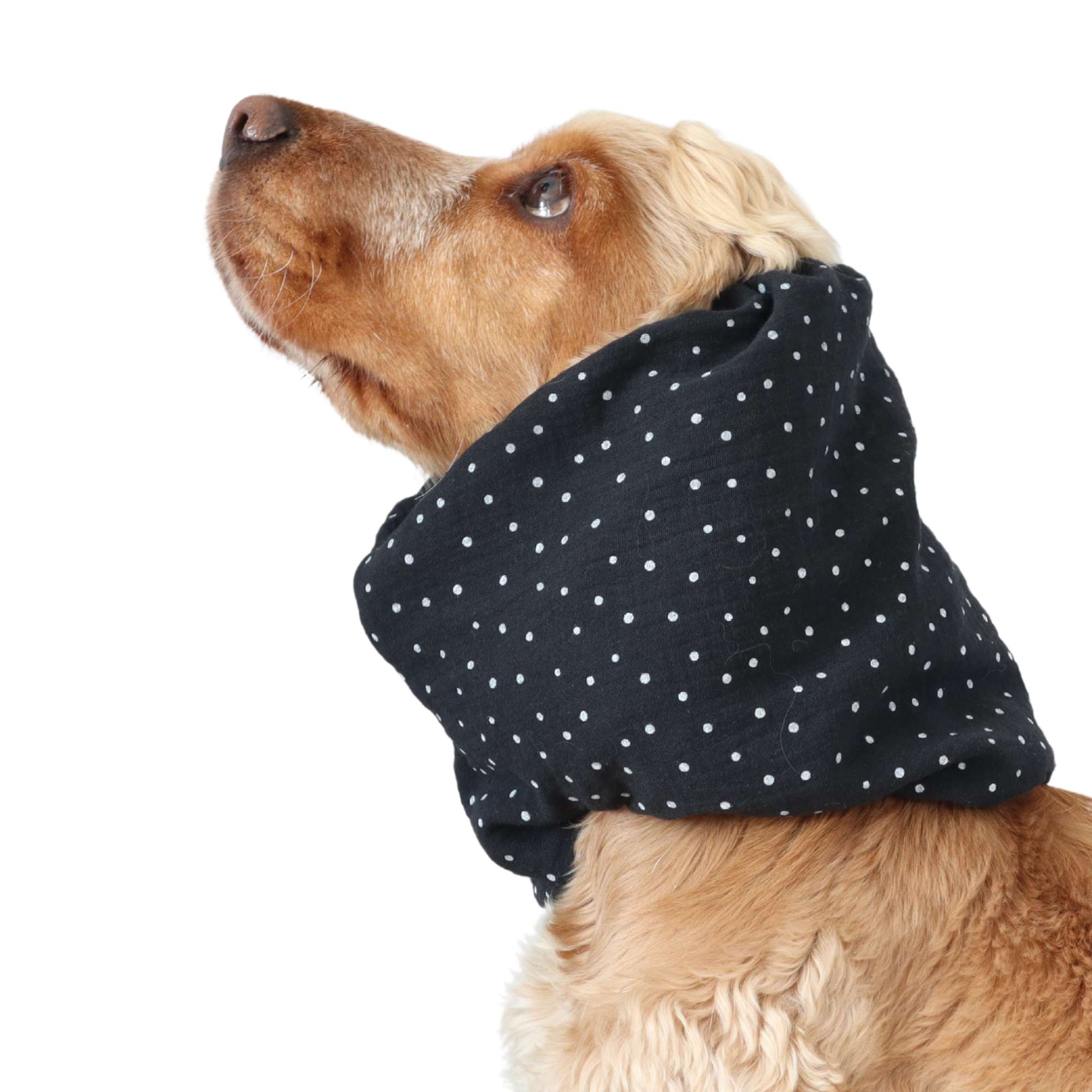Dog with dog snood Black with dots from Distinguish Me