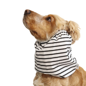 Cocker Spaniel wearing the Mono Stripes summer snood from another angle, showing the lightweight cotton fabric and fit around the neck.