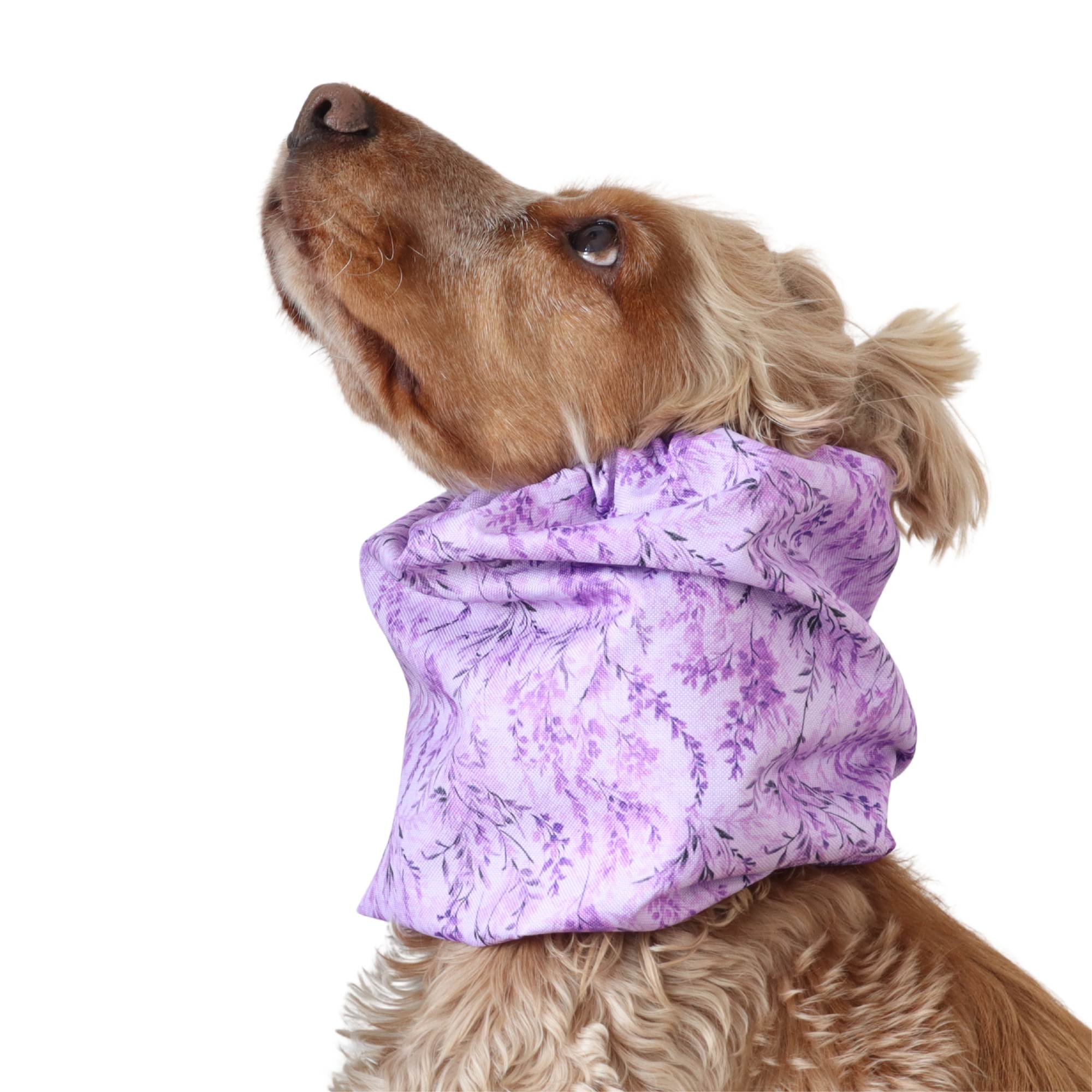 Distinguish me waterproof dog snood Lavender Meadow with soft lavender wildflowers for long-eared dogs