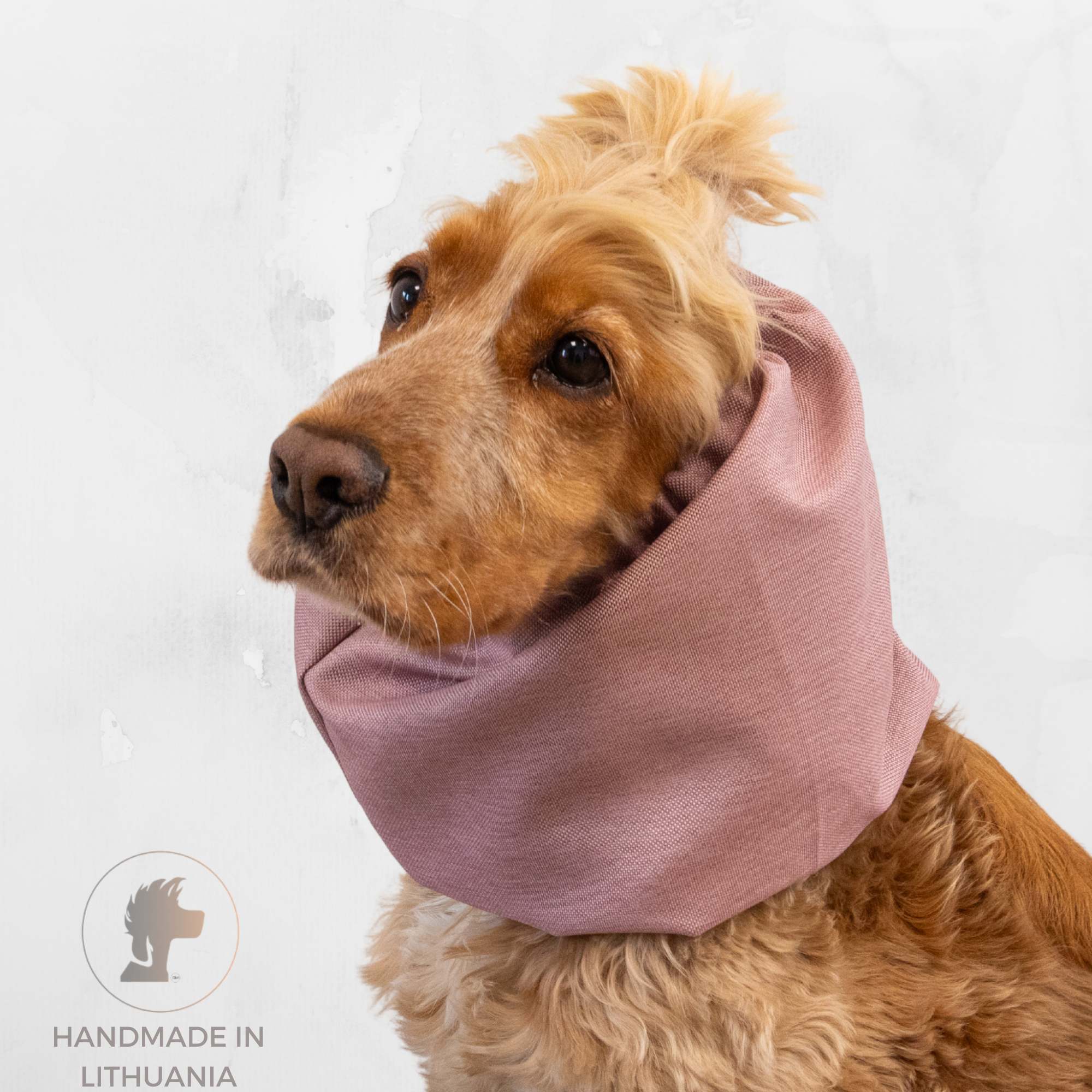 Dog Wearing Dog Snood From Distinguish Me