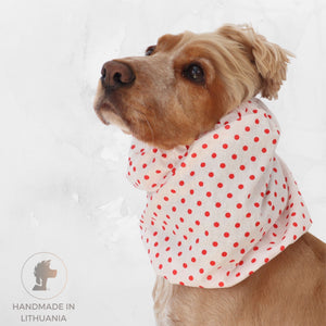 Golden English Cocker Spaniel wearing a white cotton dog snood patterned with bright red polka dots.