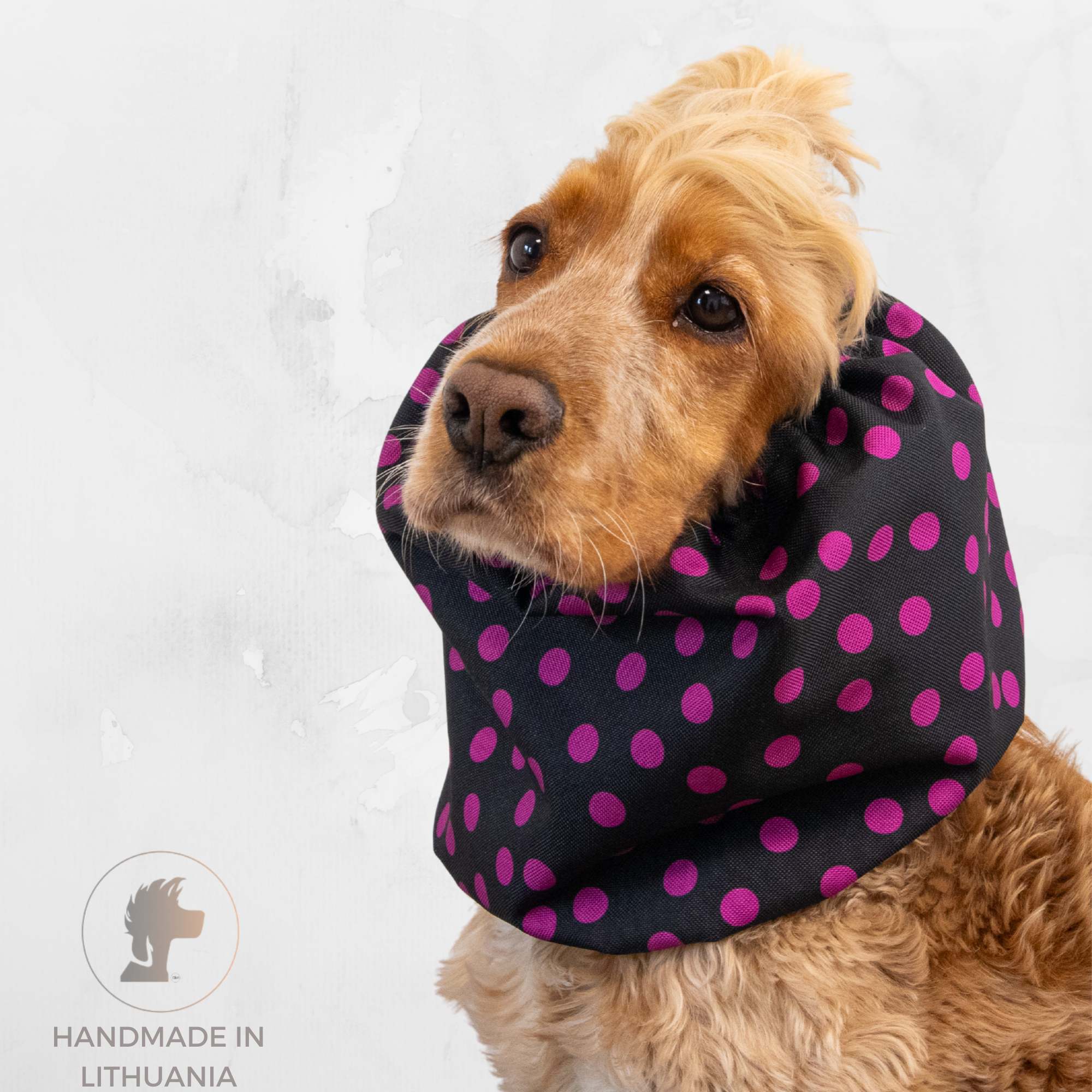 Dog wearing a black polka dot scarf on a white background