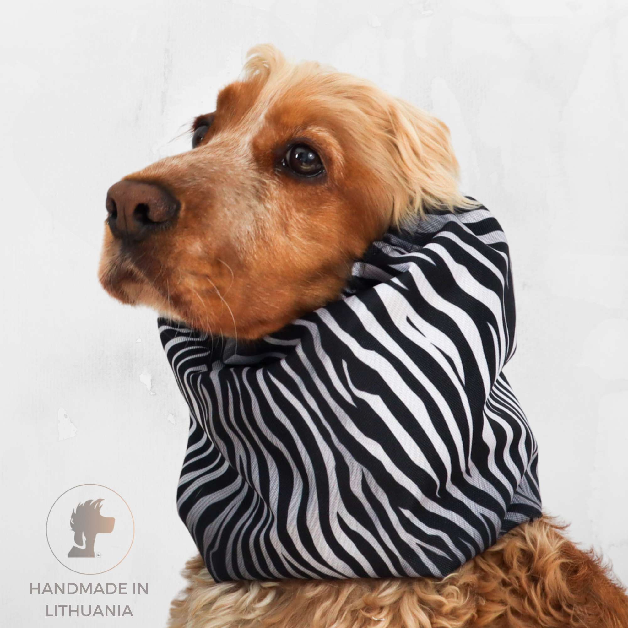 Dog wearing a zebra-patterned hoodie on a white background