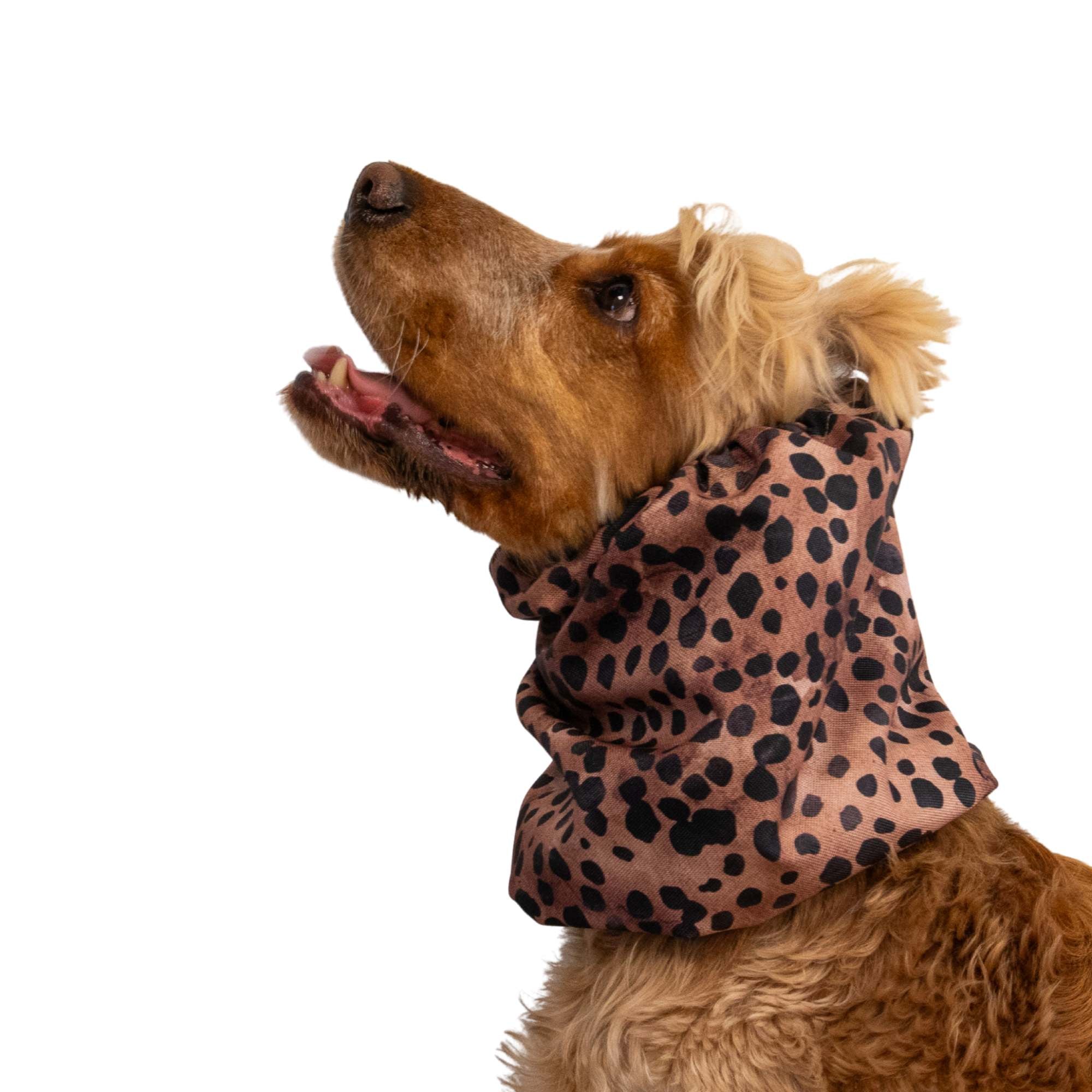 Dog wearing a leopard print scarf on a white background