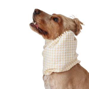 Golden English Cocker Spaniel wearing a beige and white gingham cotton dog snood over its long ears.