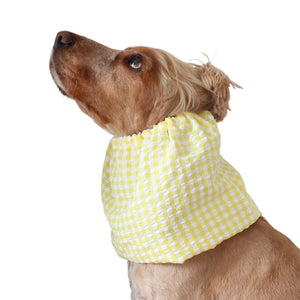 Golden English Cocker Spaniel wearing a yellow and white gingham cotton dog snood over its long ears.