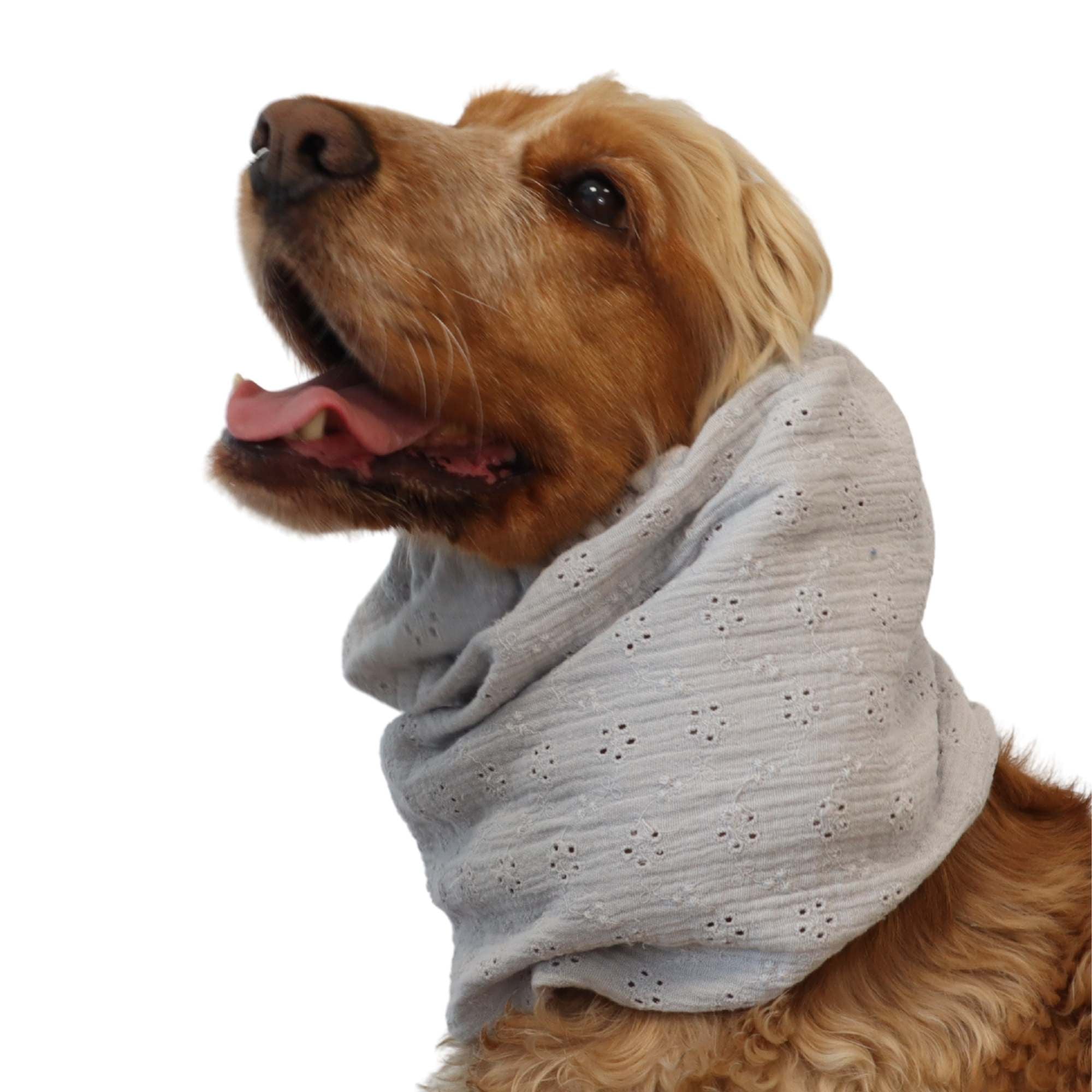 Cotton (Muslin) Dog Snood | Sunday Lace