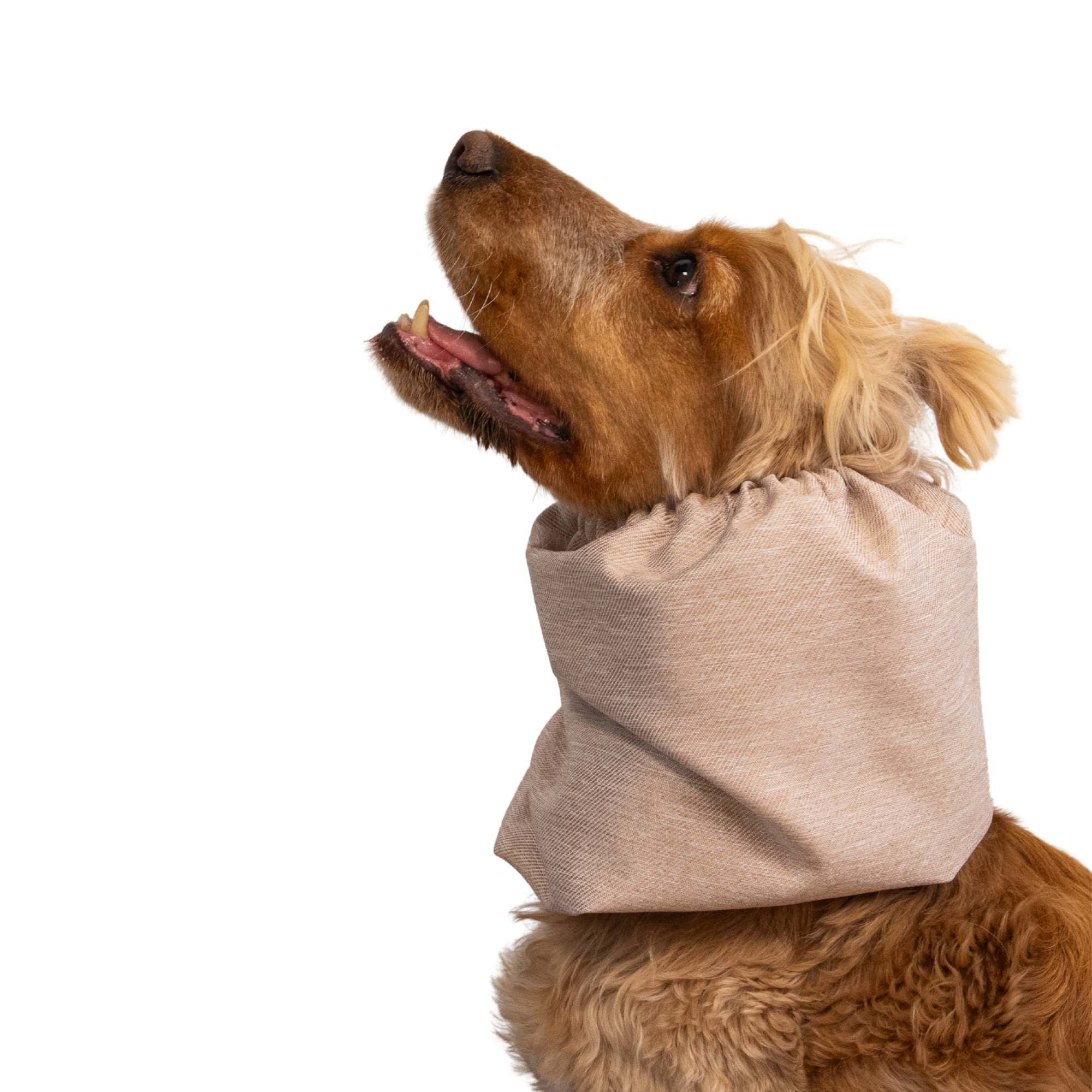 Dog with snood from Distinguish me