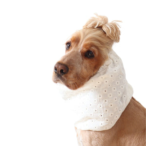 Golden English Cocker Spaniel wearing a white embroidered cotton muslin dog snood with delicate floral eyelet details.