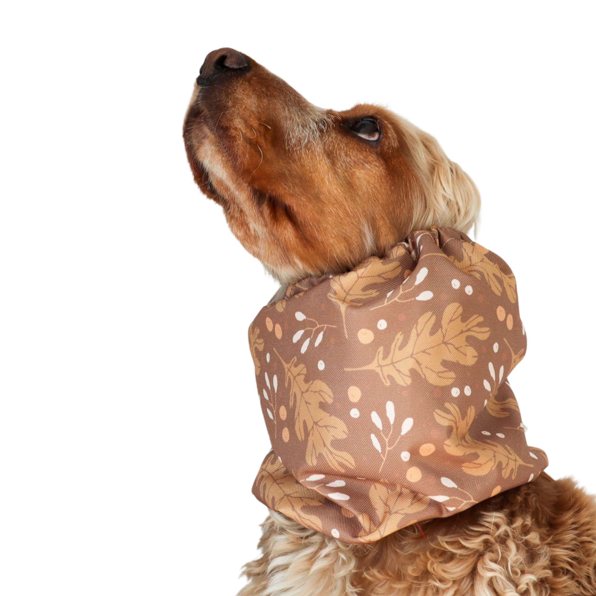 Dog wearing a brown patterned scarf on a white background