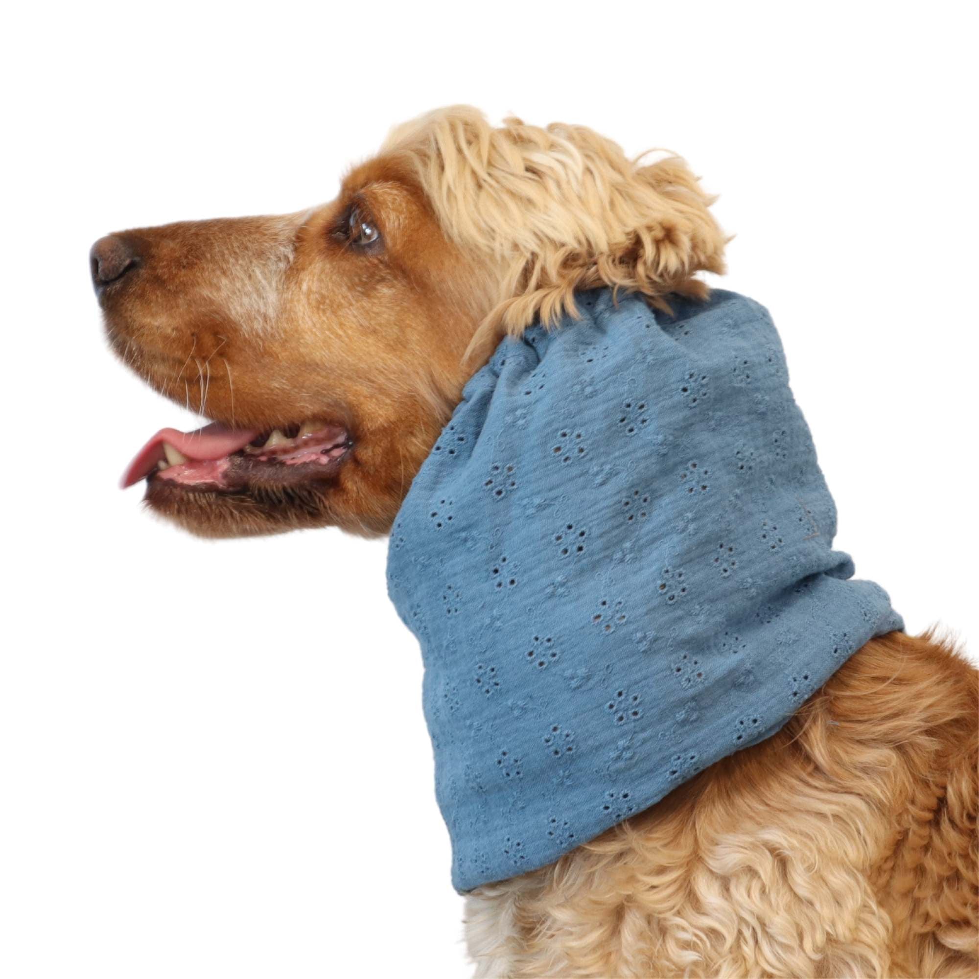 spaniel wearing a sky blue floral dog snood – Sky Bloom summer accessory by Distinguish Me