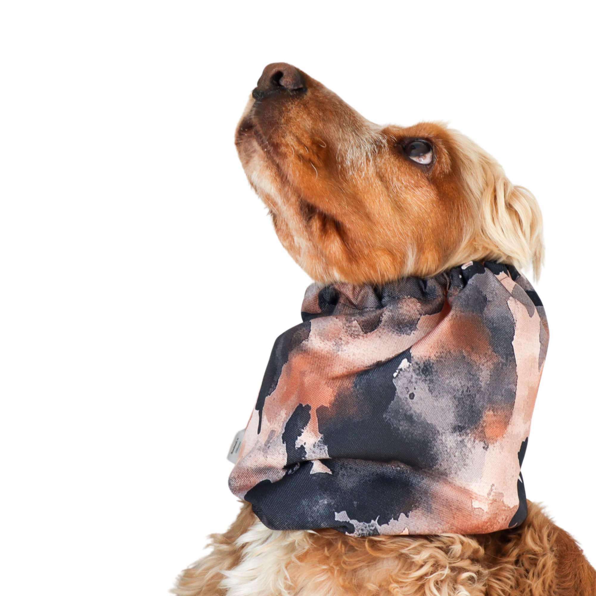 Waterproof dog snood in burnt amber tones – ear protection for Bloodhound, English Setter, and long-eared breeds