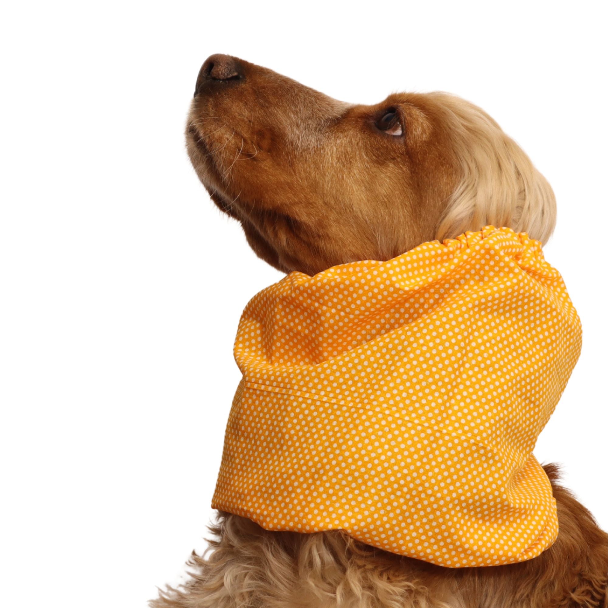 <tc>Medvilninis Snoodas Šuniui | Saulėti taškeliai</tc>