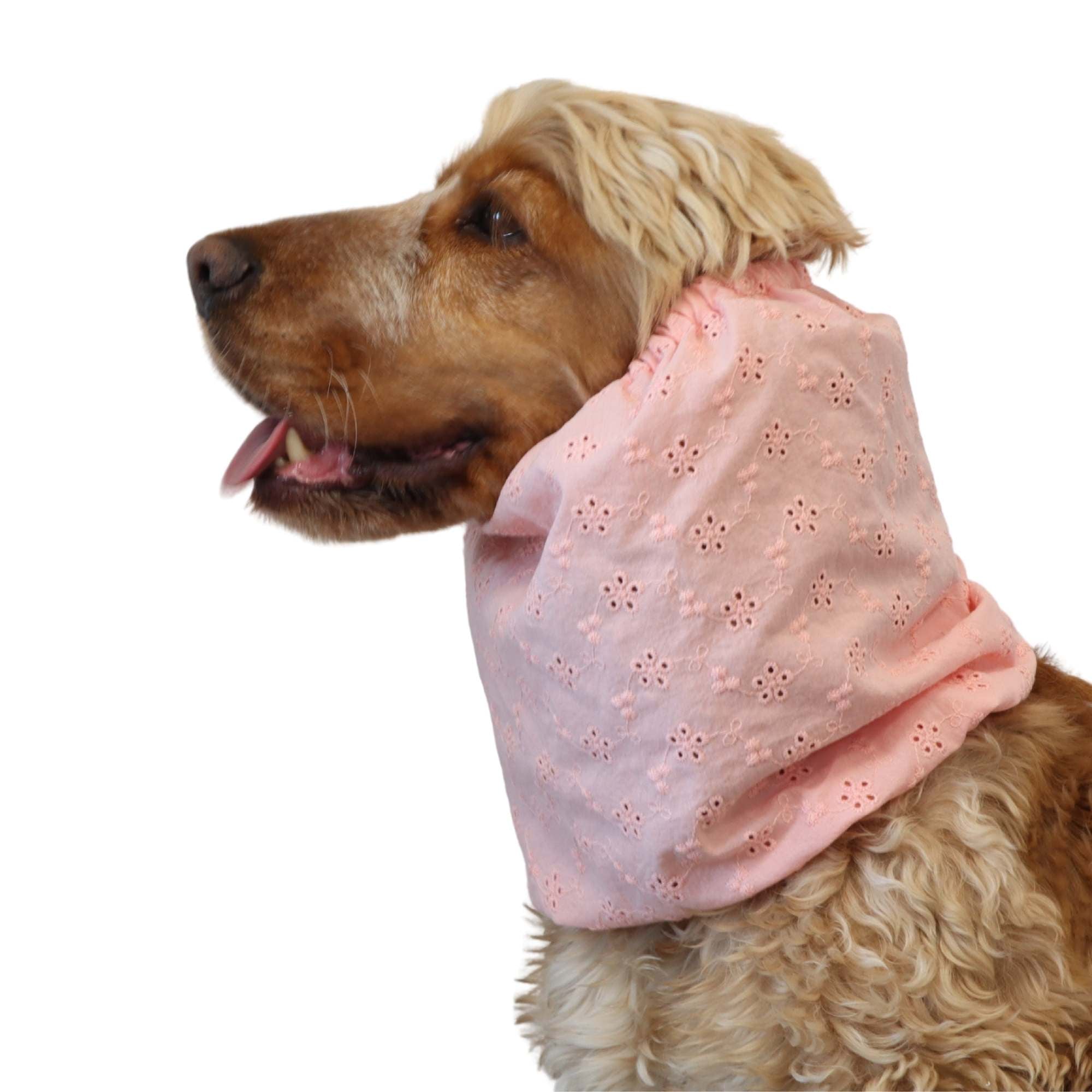 Spaniel wearing blush pink eyelet cotton snood for long ears by Distinguish Me