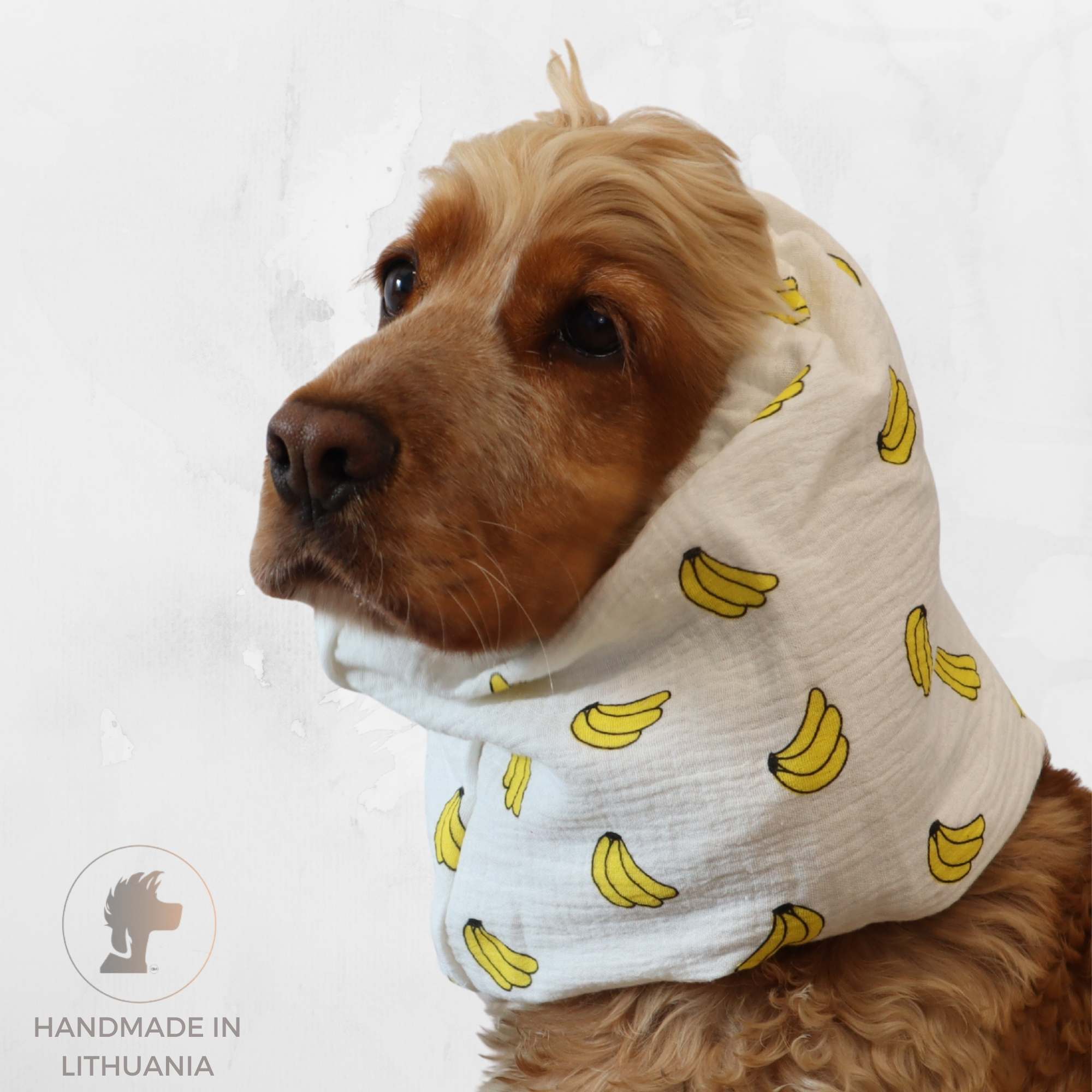 Golden cocker spaniel wearing white cotton snood with banana print for long ears by Distinguish Me