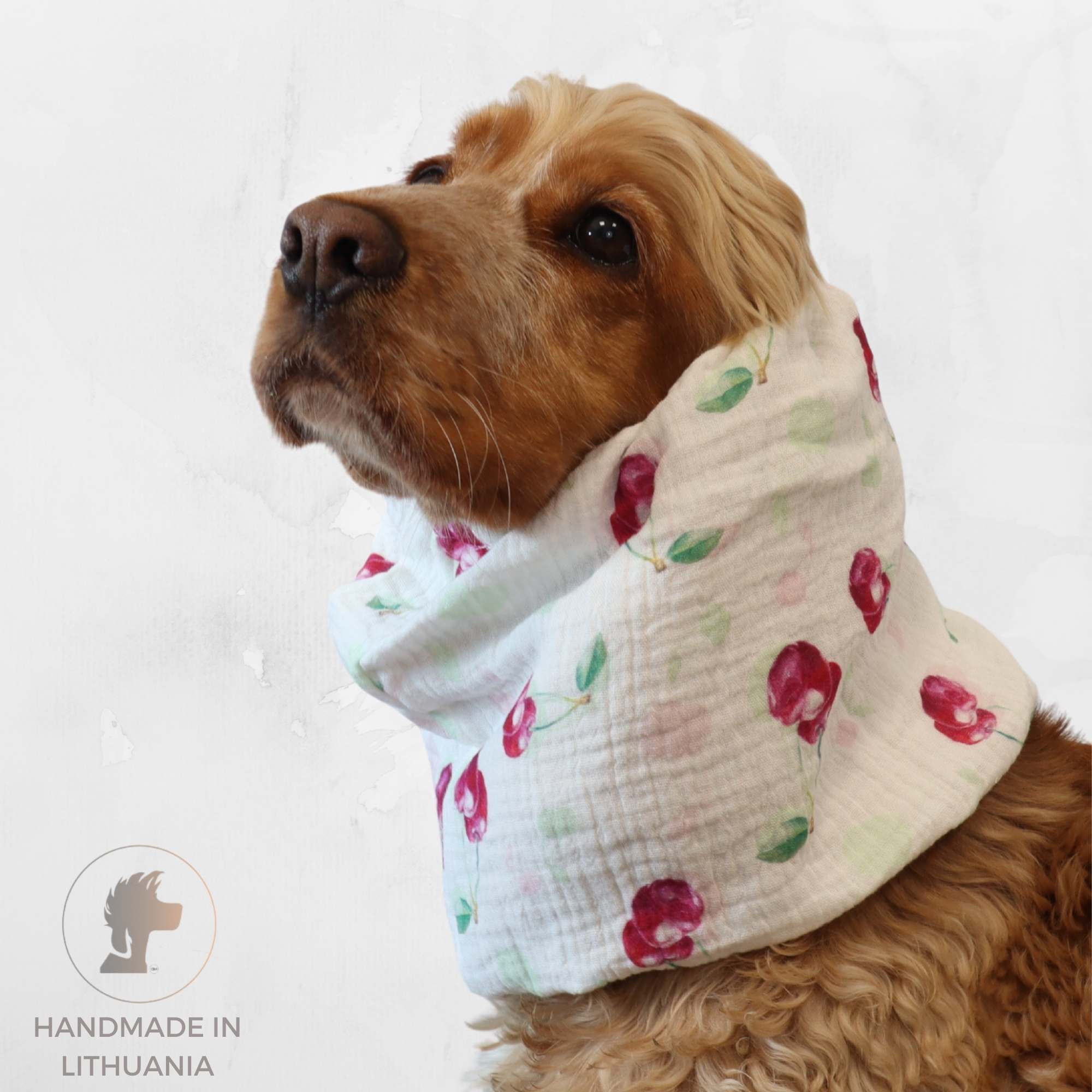 Cocker spaniel wearing cherry print white cotton muslin dog snood by Distinguish Me