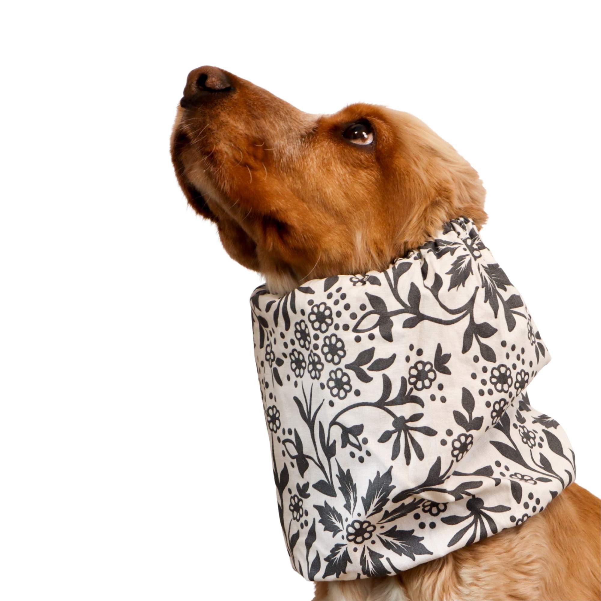 <tc>Medvilninis Snoodas Šuniui | Vidurnakčio gėlė</tc>