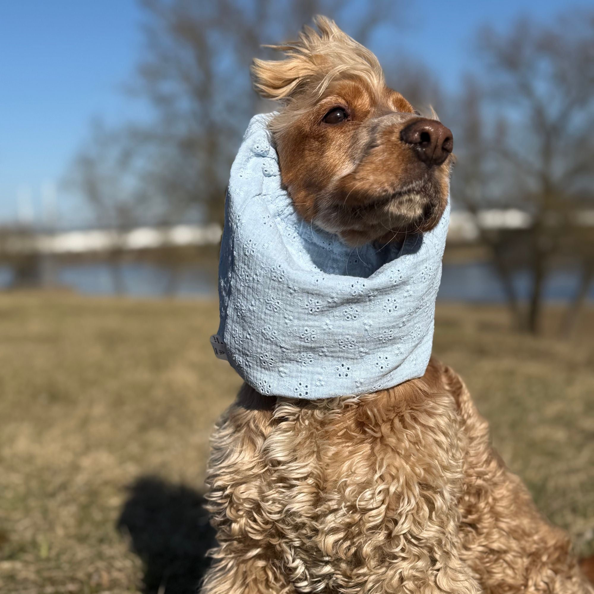 <tc>Medvilninis (muslino) Snoodas Šuniui | Pastelinė mėlyna</tc>