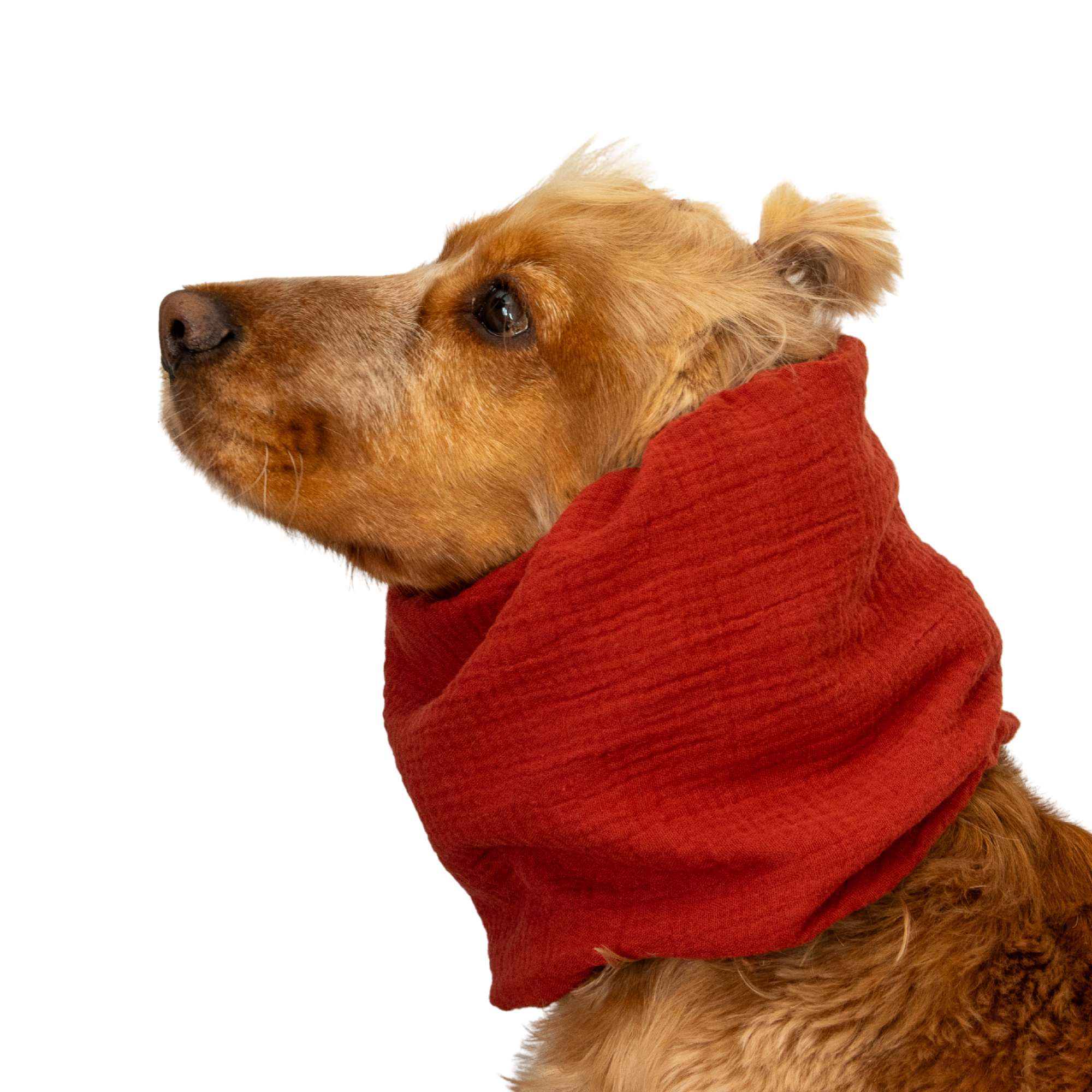 Cotton (Muslin) Dog Snood | Terracotta