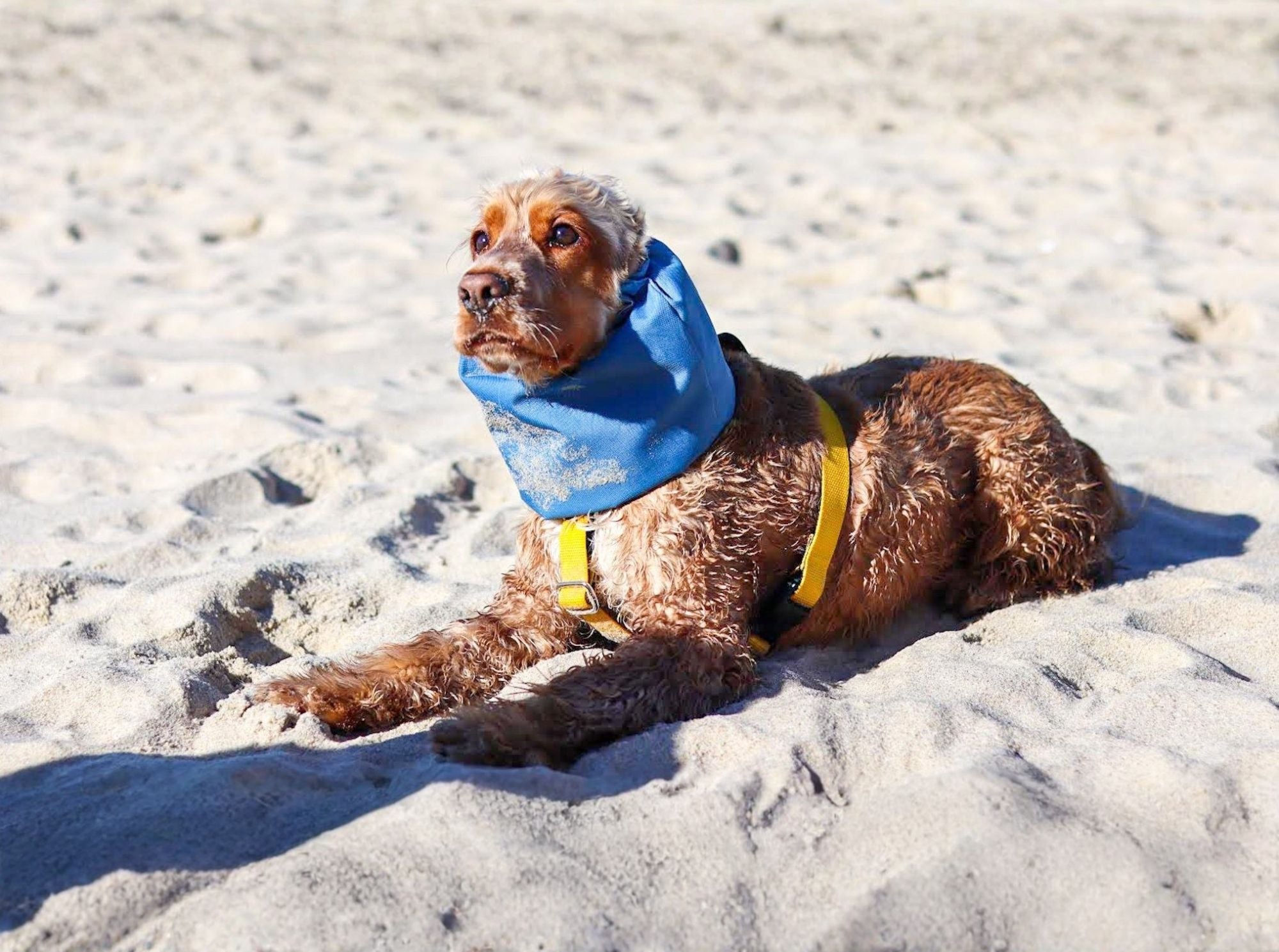 DOES MY DOG NEED A SNOOD? TYPES OF DOGS SNOODS: which one to choose?