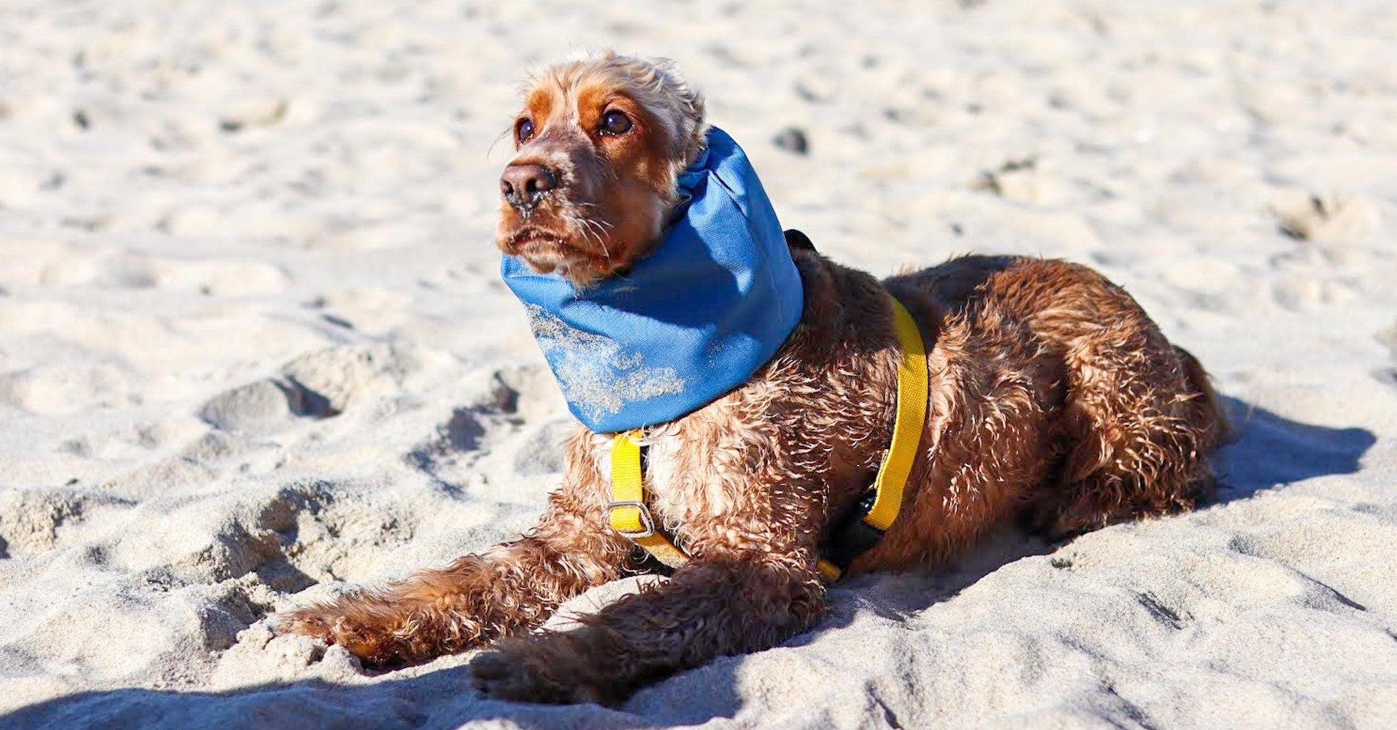 Dog With Waterproof Snood by Distinguish Me