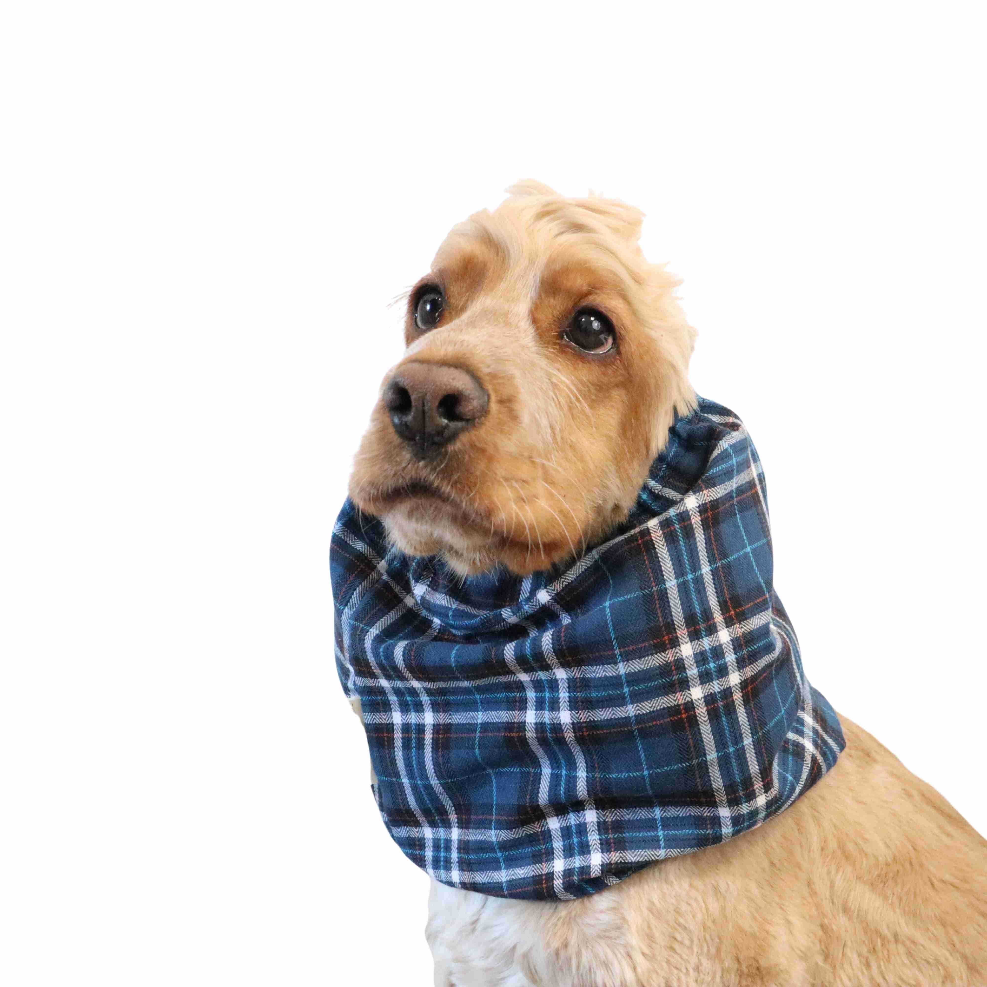 Best Cotton Dog Snood For Summer by Distinguish Me