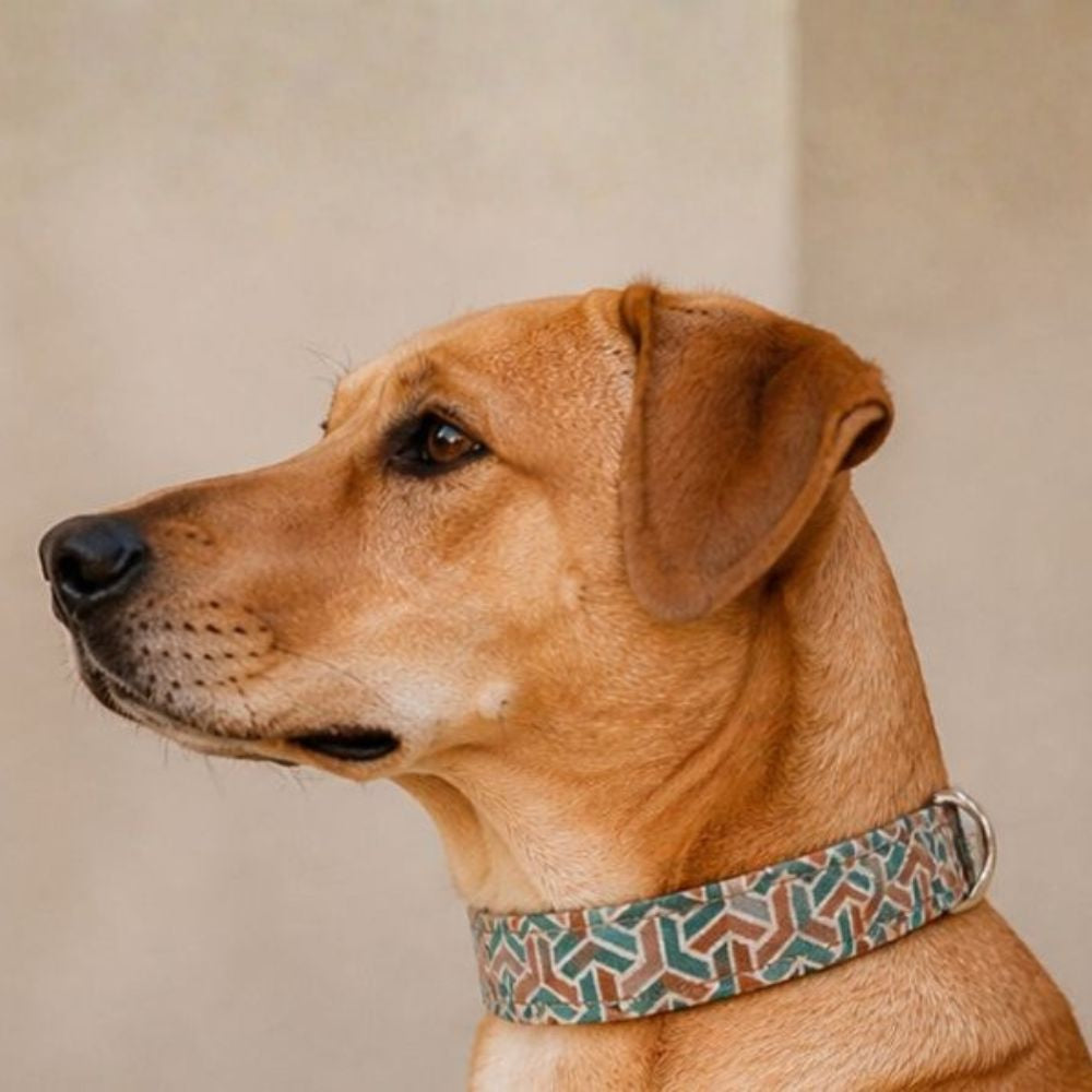 Dog Collars by Distinguish Me