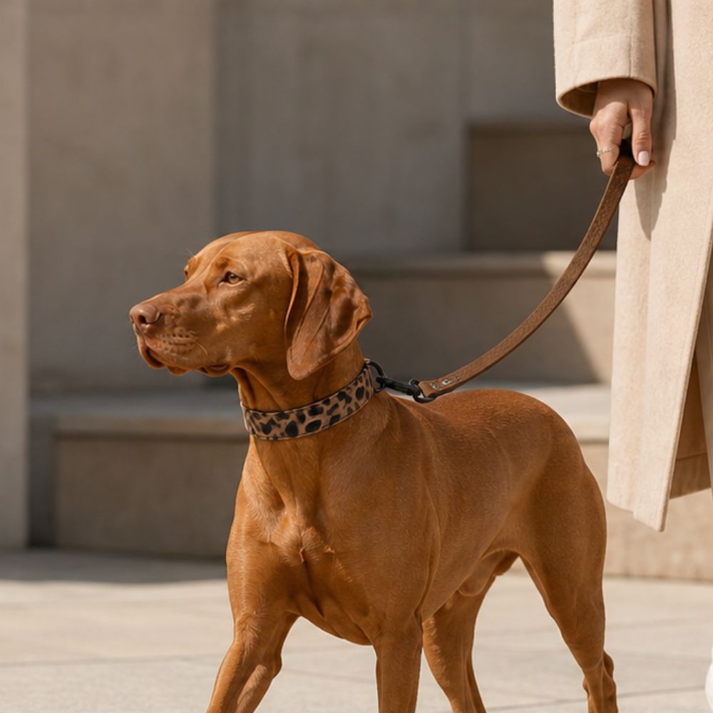 Dog Leash by Distinguish Me