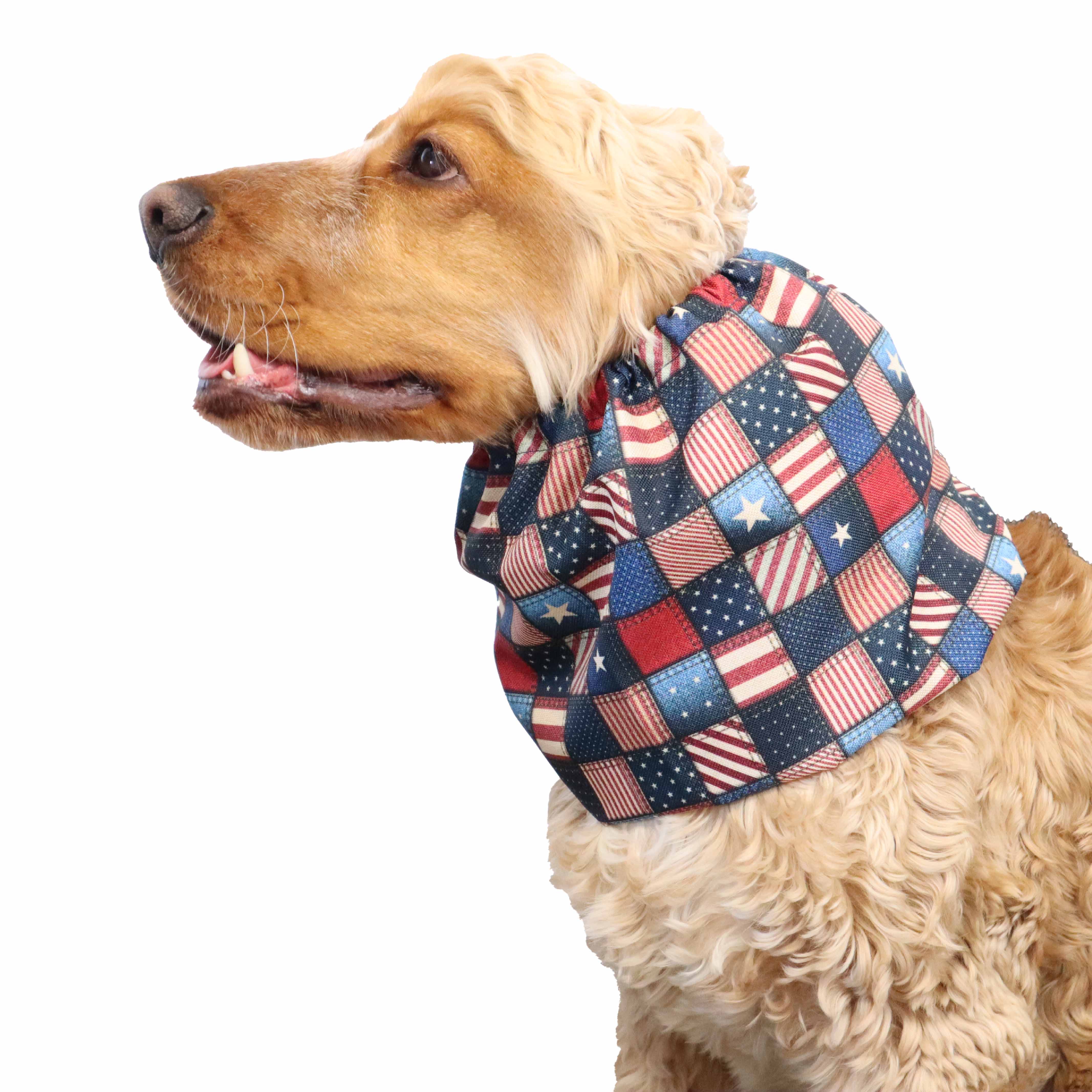 American cocker spaniel snood Distinguish Me