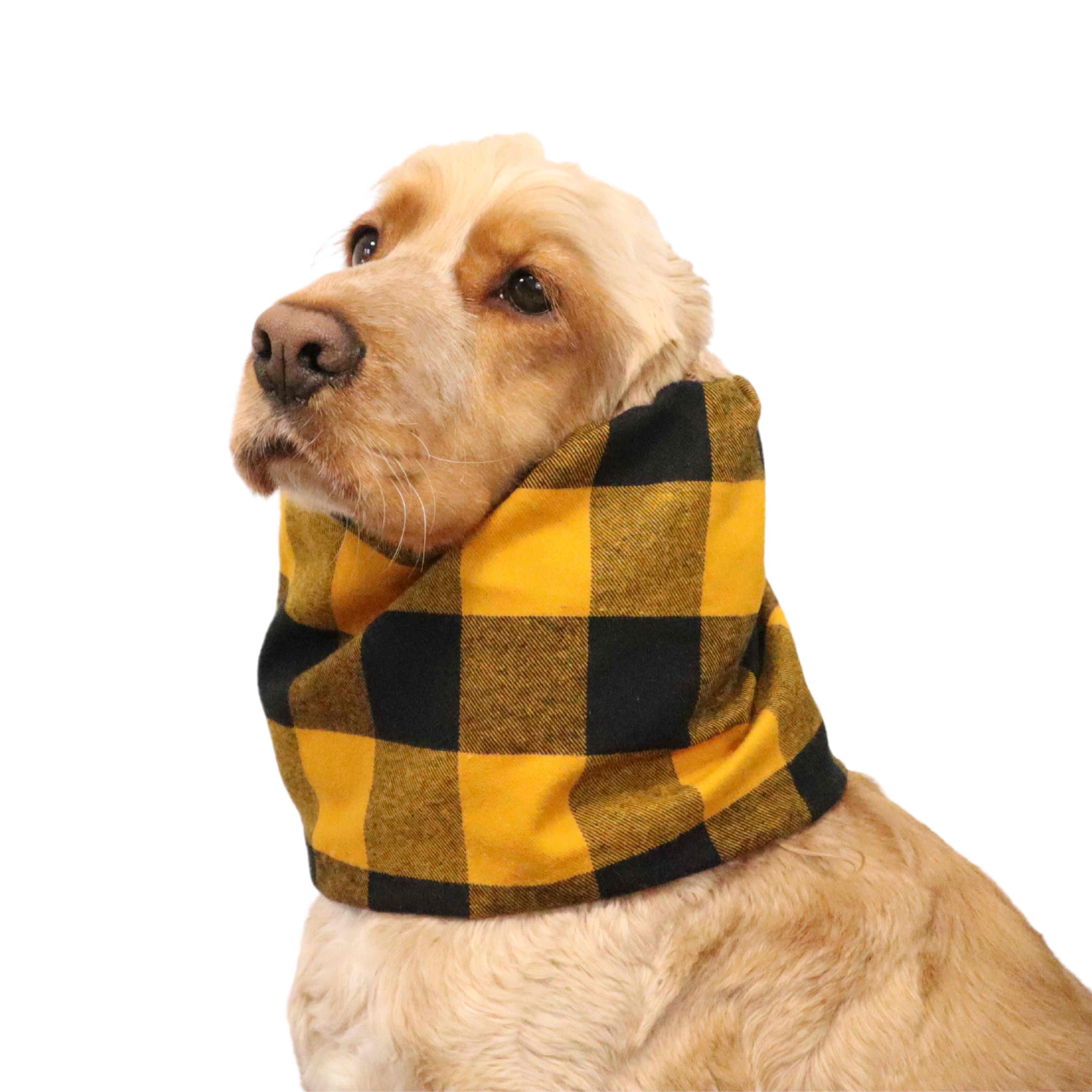 Cocker Spaniel And Snood Stock Photo - Download Image Now - Dog, Snood -  Headwear, Animal - iStock