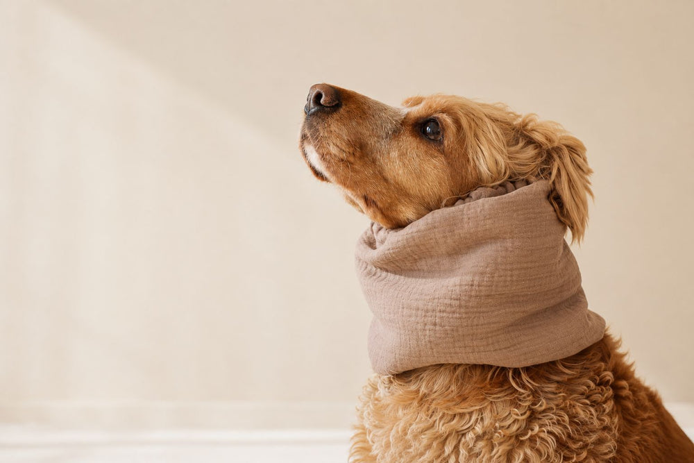Dog wearing a snood