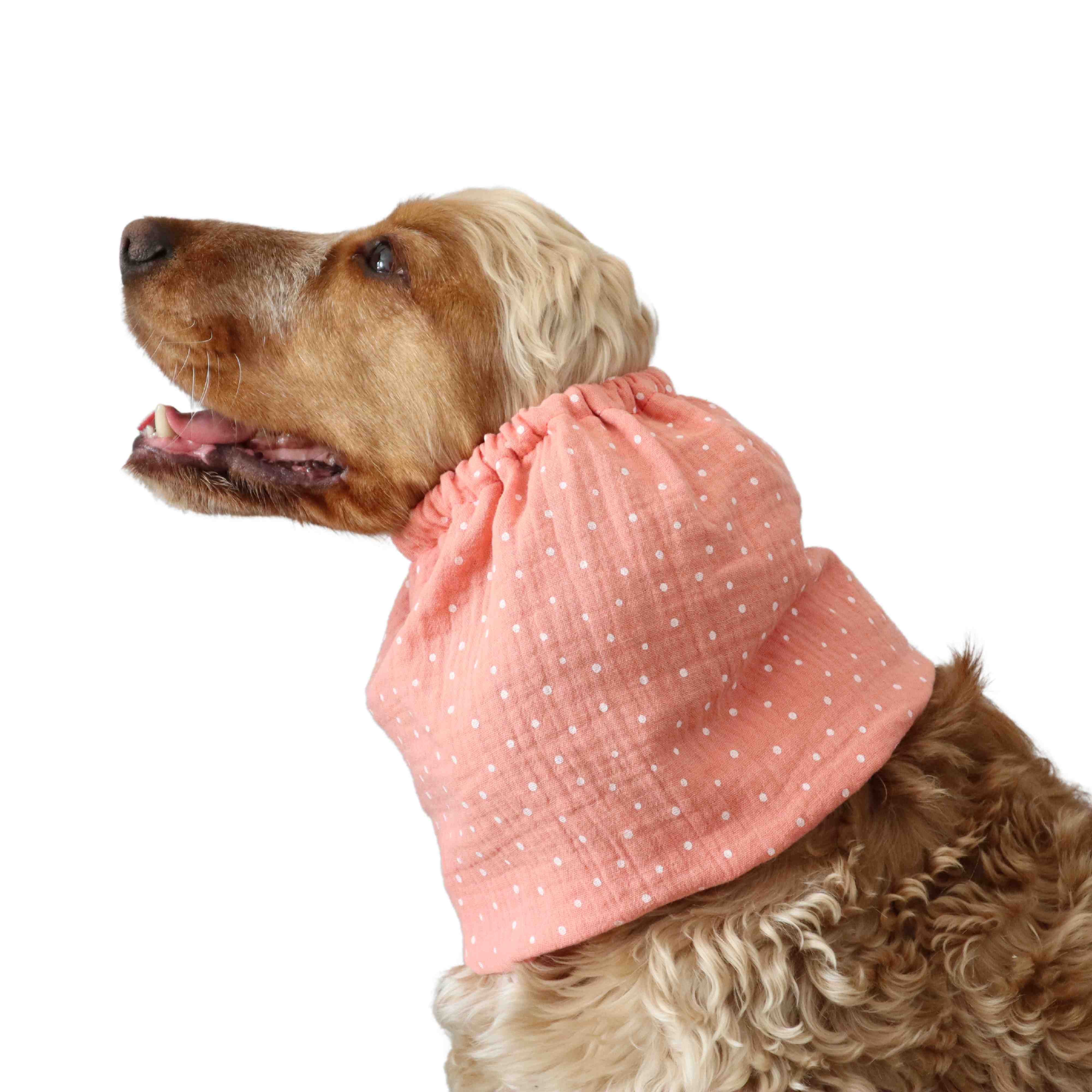 Dog with snood by Distinguish Me