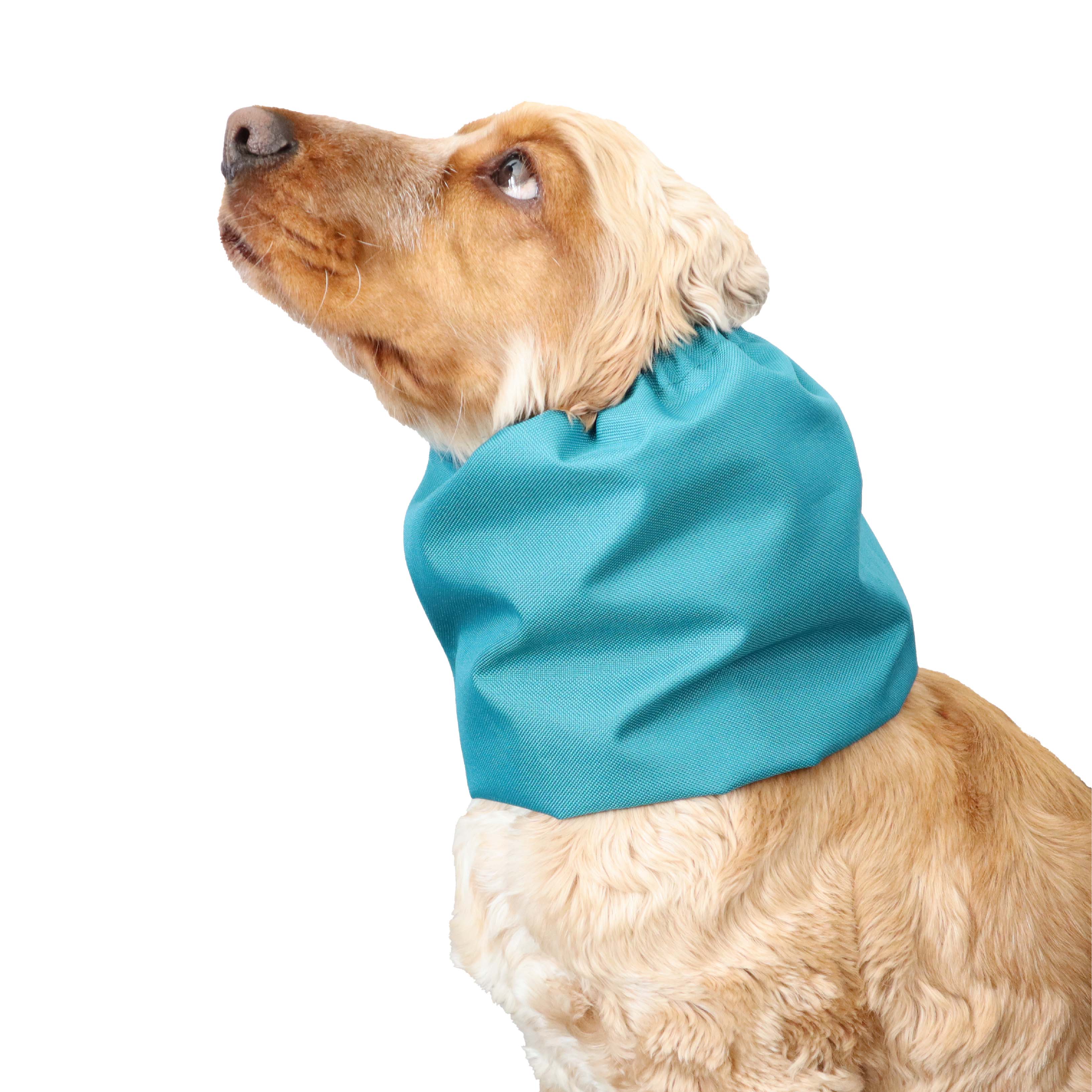 Dog with Laguna Blue Snood by Distinguish Me