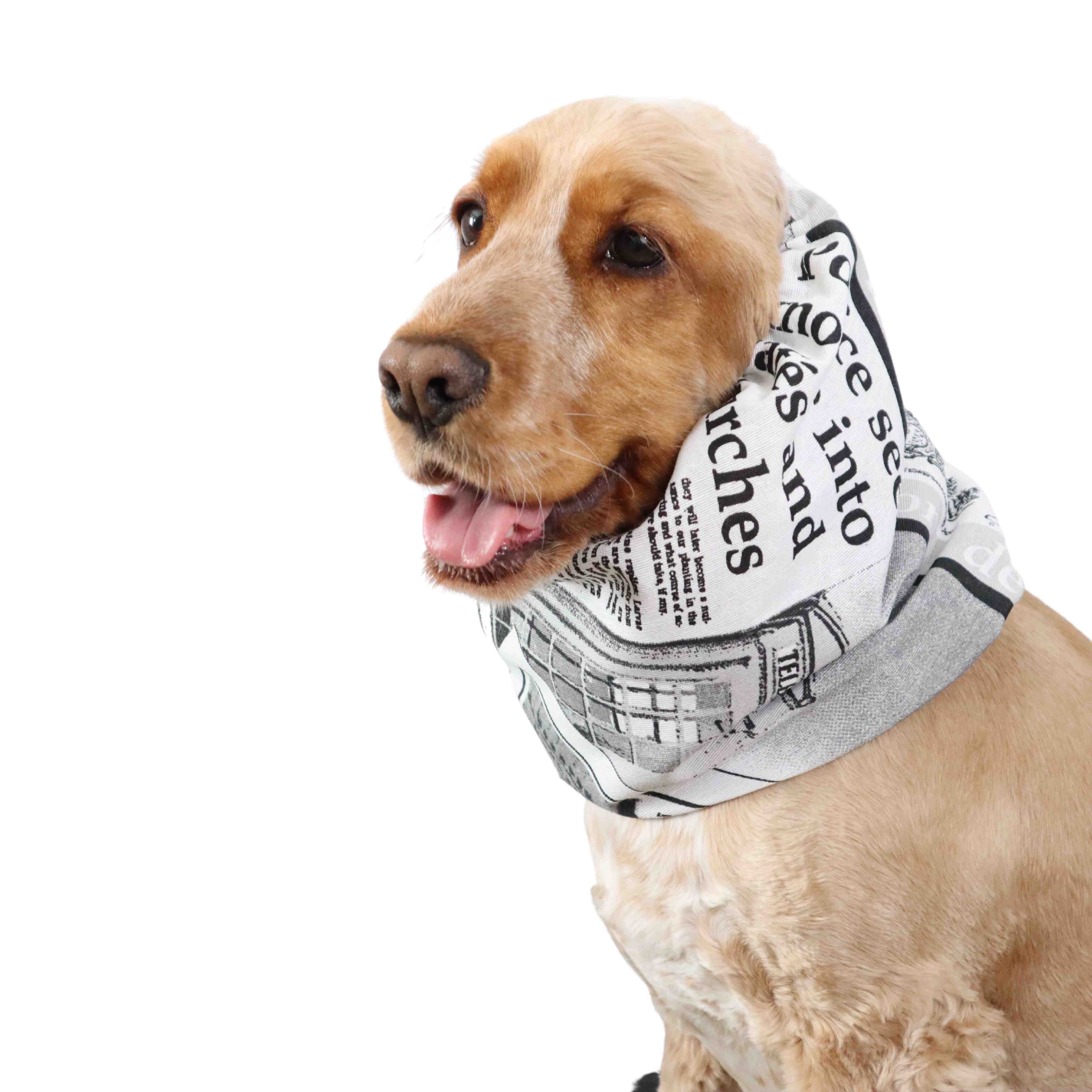 Distinguish Me Dog With Snood Newspaper 