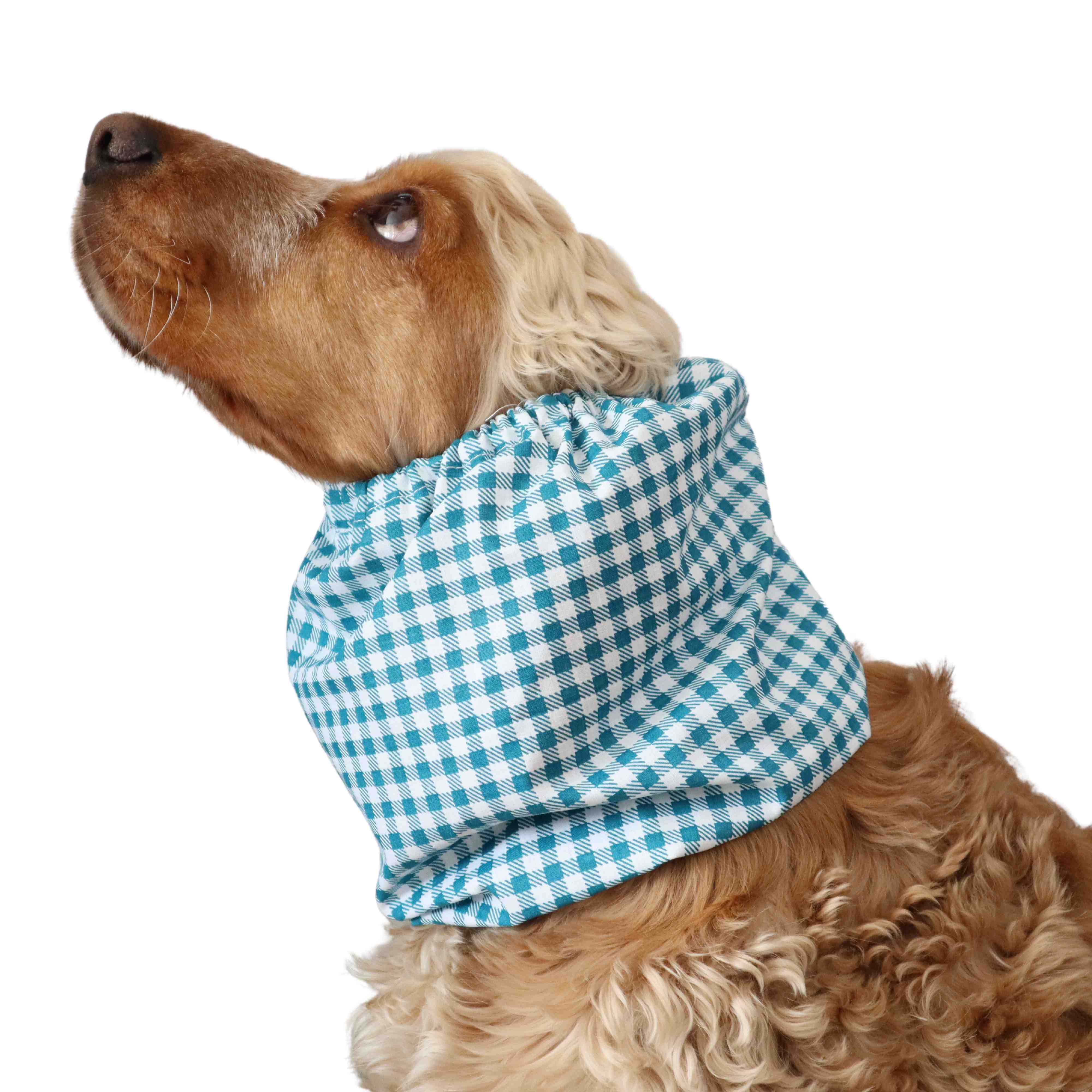 Spaniel with dog snood green cells Distinguish me