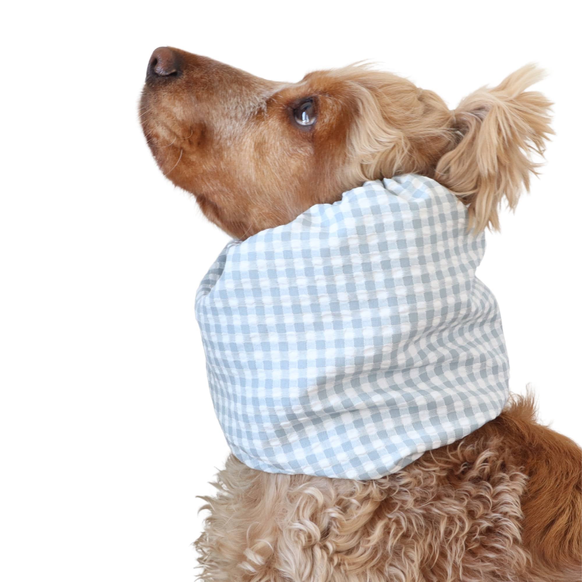 dog with snood